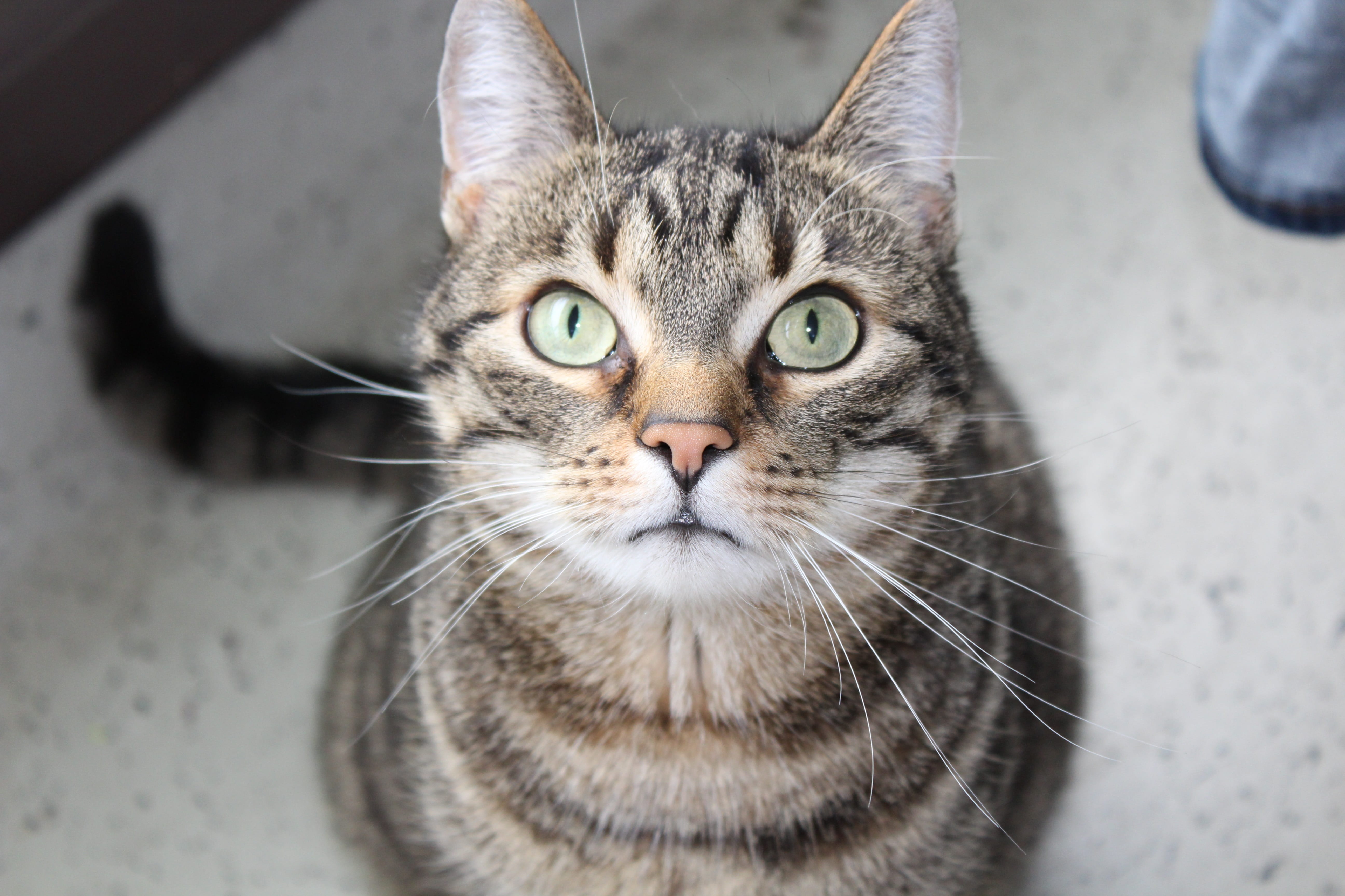 mieze, vertebrate, fur, tiger cat, animal body part, brown, one animal, cats eyes, Animal, mackerel, no people, 5K, focus on foreground, Face, Domestic Cat, HD Wallpaper