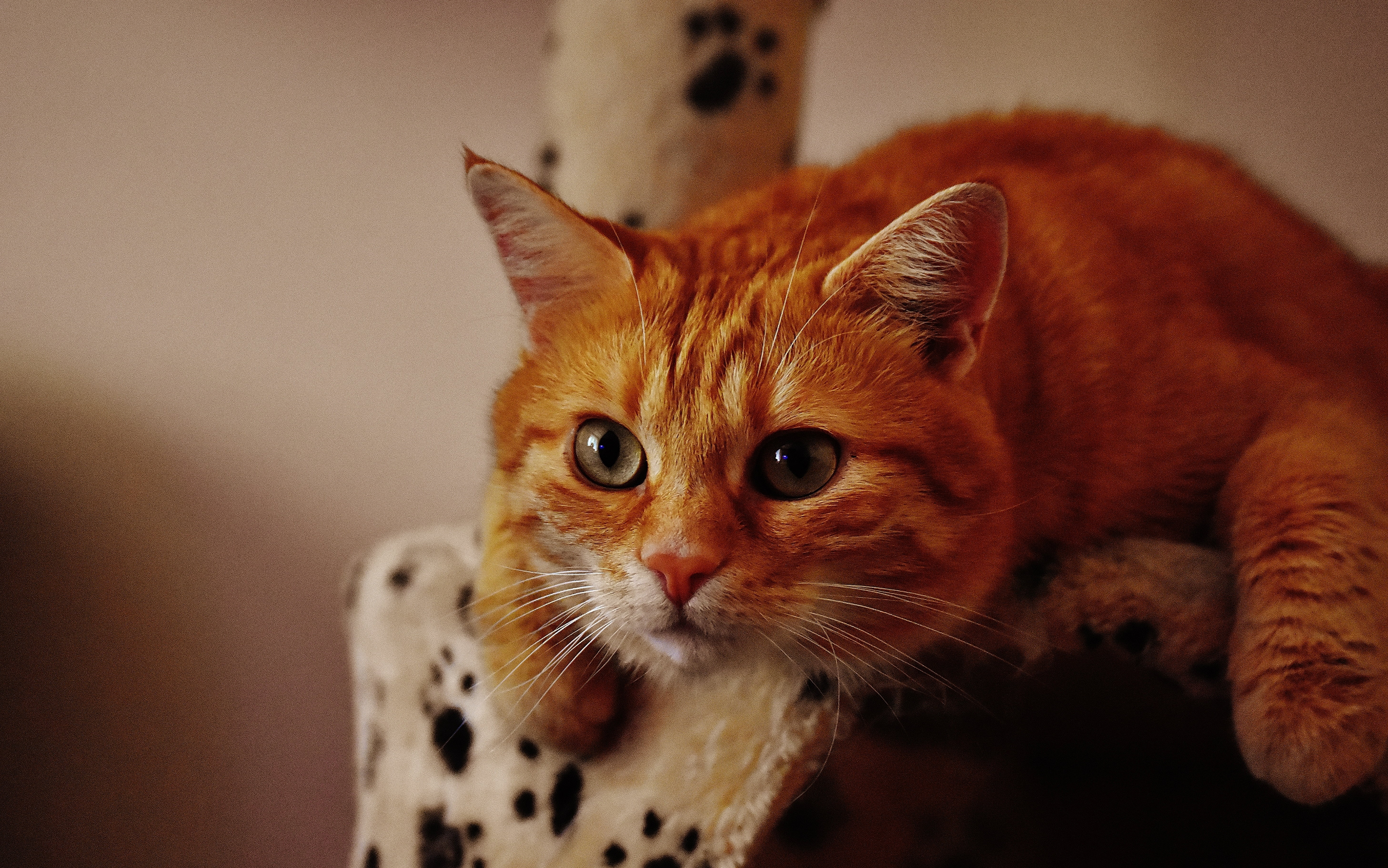 portrait, indoors, mammal, cuddly, ginger cat, domestic cat, red mackerel tabby, red, short, one animal, looking, adidas, animal eye, animal, fur, young cat, HD Wallpaper