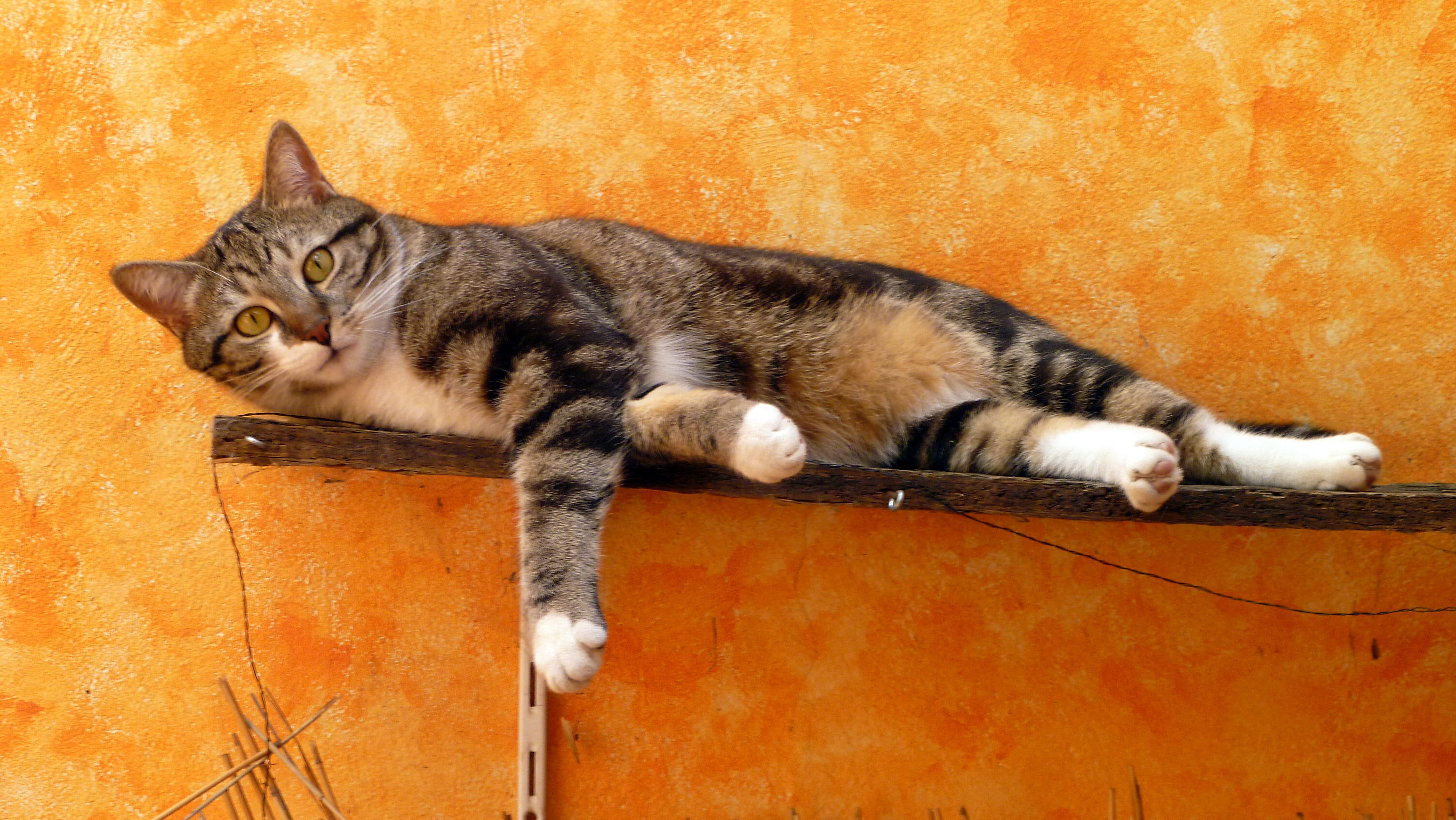 no people, mammal, vertebrate, wall - building feature, orange color, Pet, cute cat, domestic Cat, Cat, domestic, 4K, whisker, domestic Animals, cats, HD Wallpaper