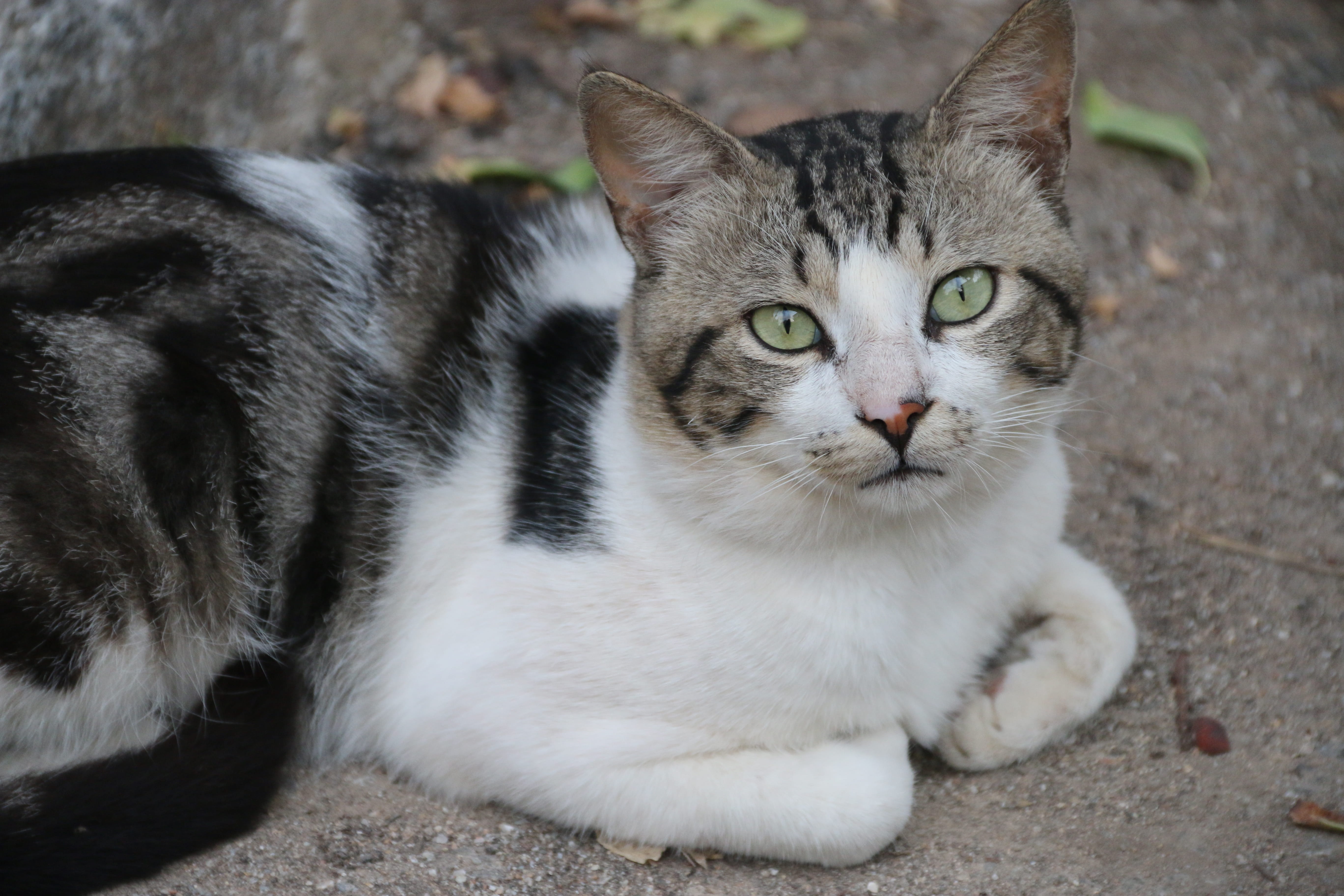 domestic Animals, domestic, street, Animal, focus on foreground, looking at camera, ground, mammal, Cat, relaxation, vertebrate, silver, pets, yellow eyes, HD Wallpaper