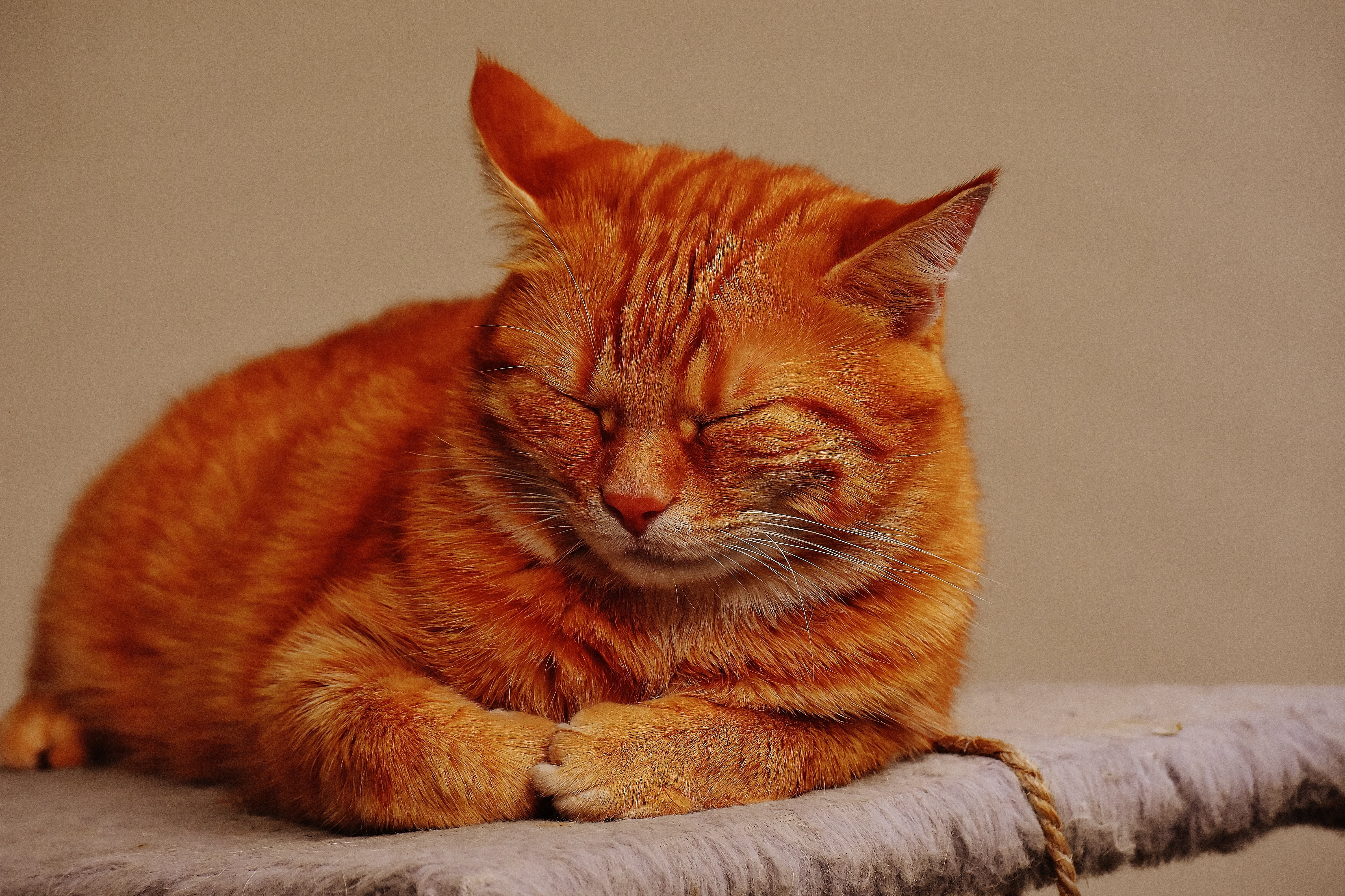 animal world, animal, close-up, kitten, tabby, cat, cute, mackerel, cats eyes, domestic, red mackerel tabby, indoors, cat face, 5K, domestic cat, adidas, HD Wallpaper