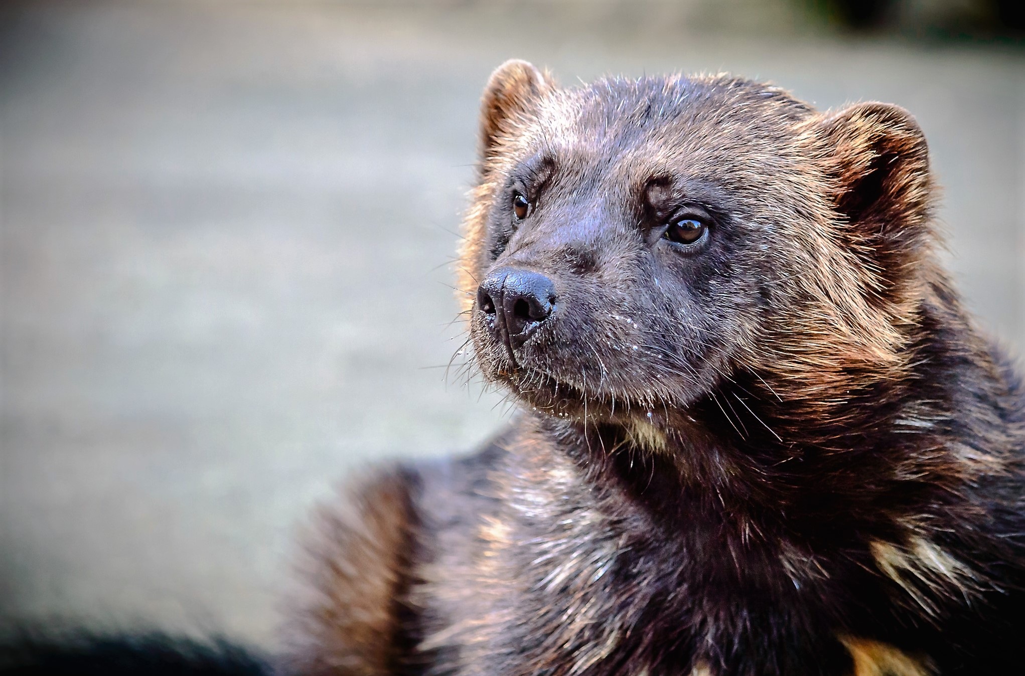 whisker, looking away, nature, focus, portrait, close-up, predator, no people, one animal, hair, wolverine, forest, fur, animal world, photography, brown, HD Wallpaper