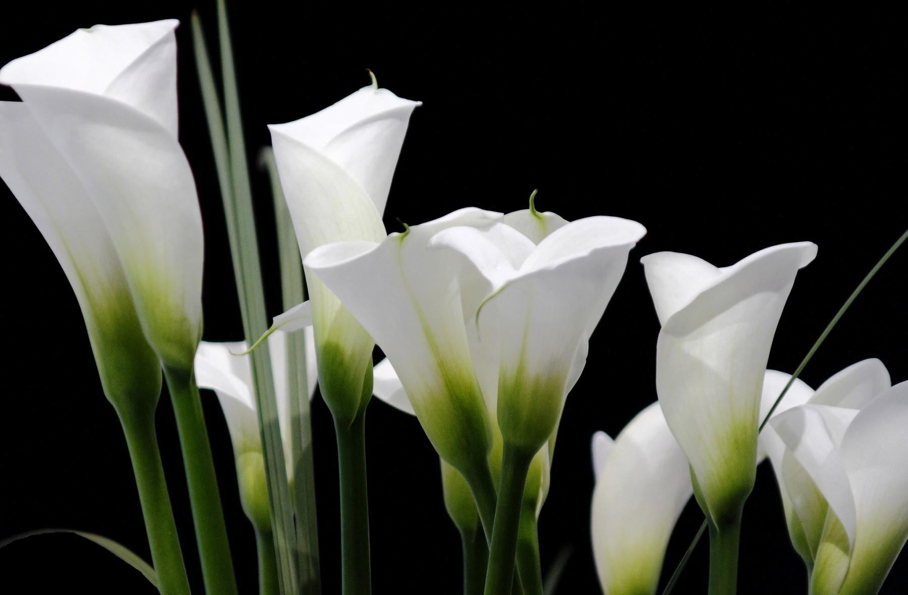 studio shot, no People, color Image, flowering plant, flower Head, white, black Background, blossom, white color, beauty In Nature, freshness, tulip, flower, HD Wallpaper