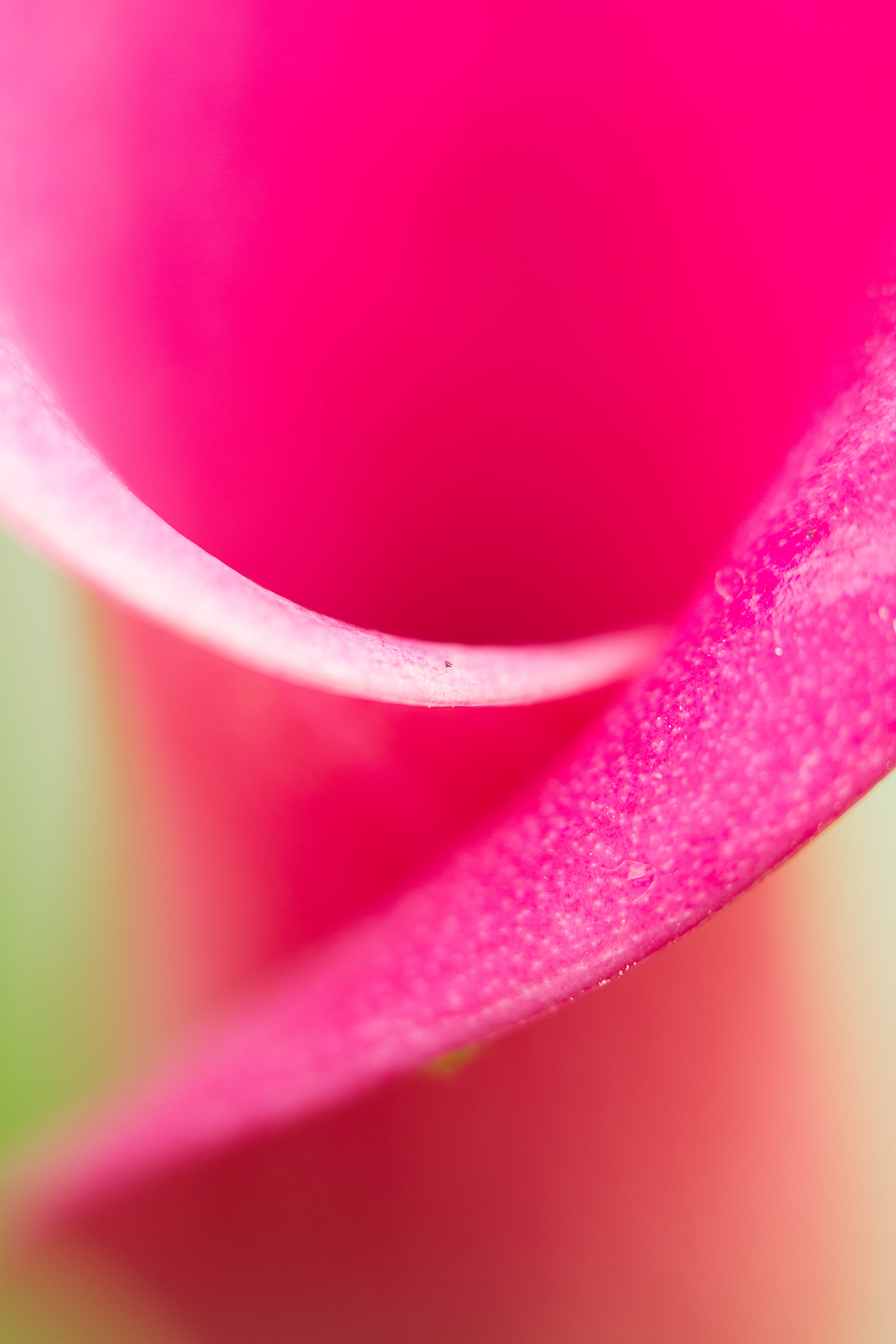 freshness, 5K, closeup, plant, flowers, floral, pink, single Flower, flower Head, nature, flower, pink Color, macro, close-up, Colorado, dew, beauty In Nature, Phone HD Wallpaper
