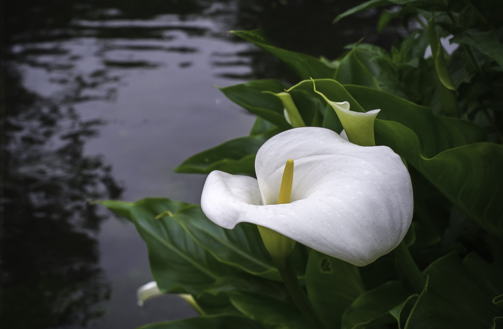 outdoors, vulnerability, close-up, calla lily, freshness, 1080P, beauty in nature, flower head, growth, plant, white color, leaf, flowering plant, nature, HD Wallpaper