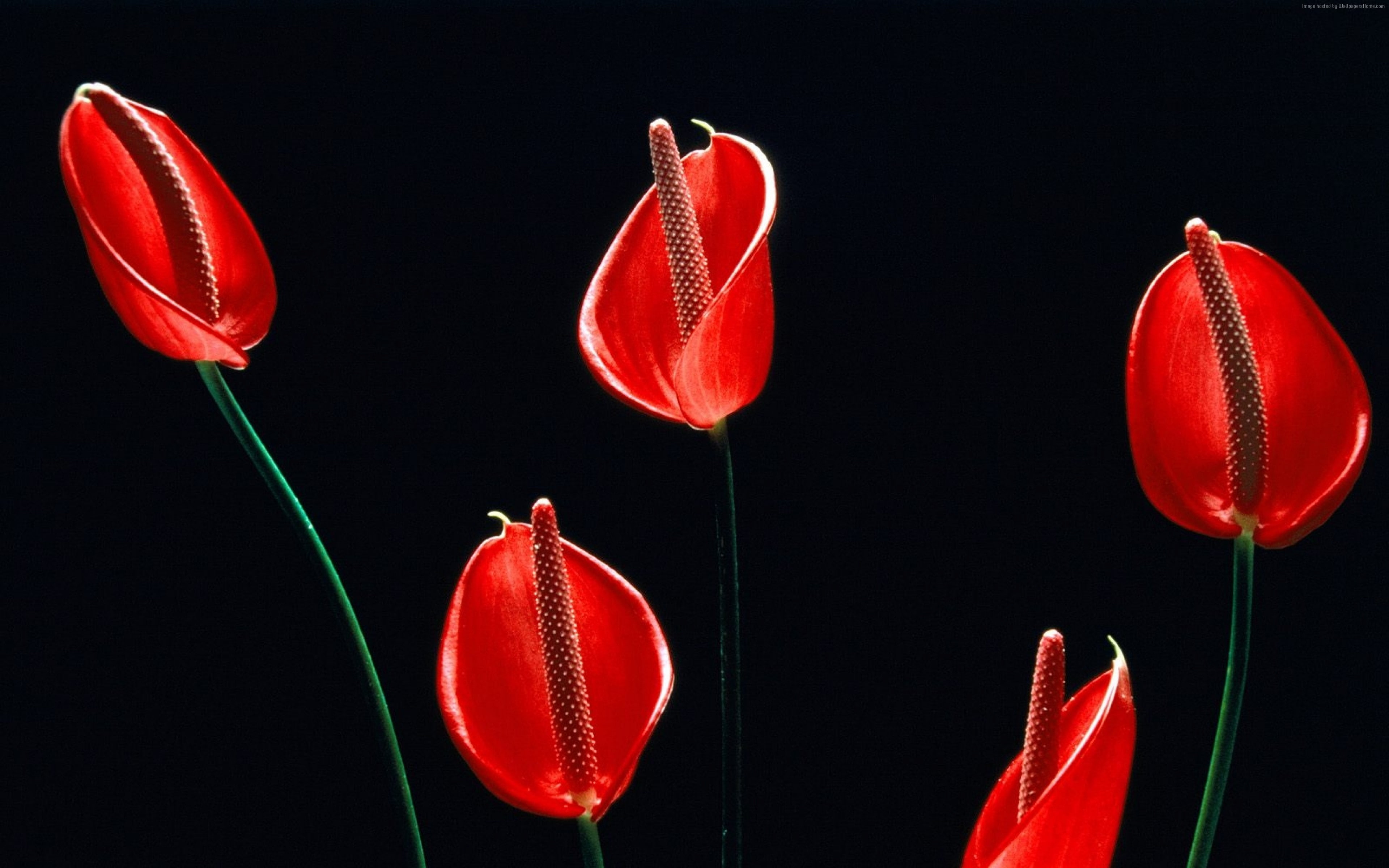 4k, flowers, calla, 4K, HD Wallpaper