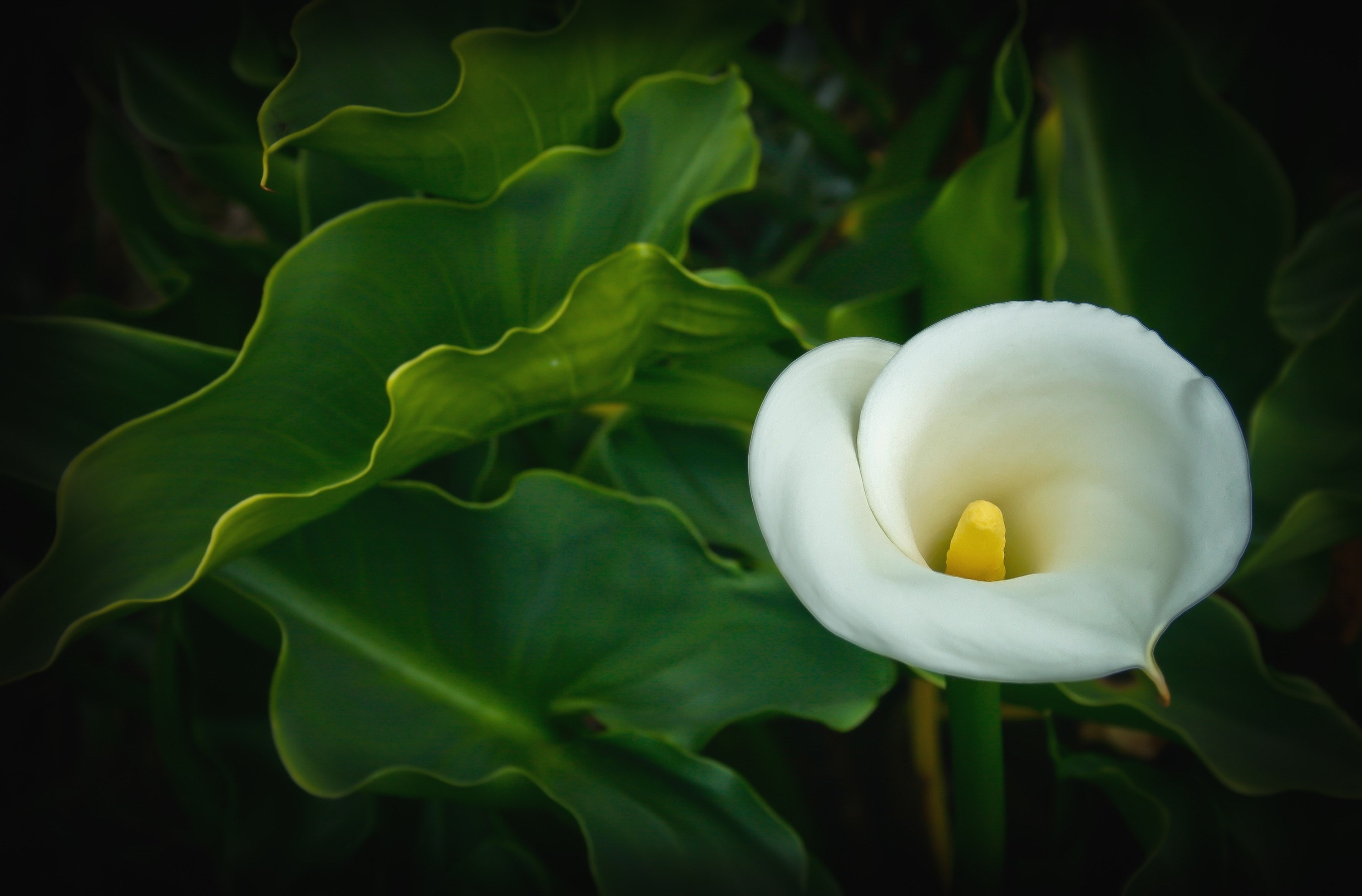 2K, calla lily, HD Wallpaper