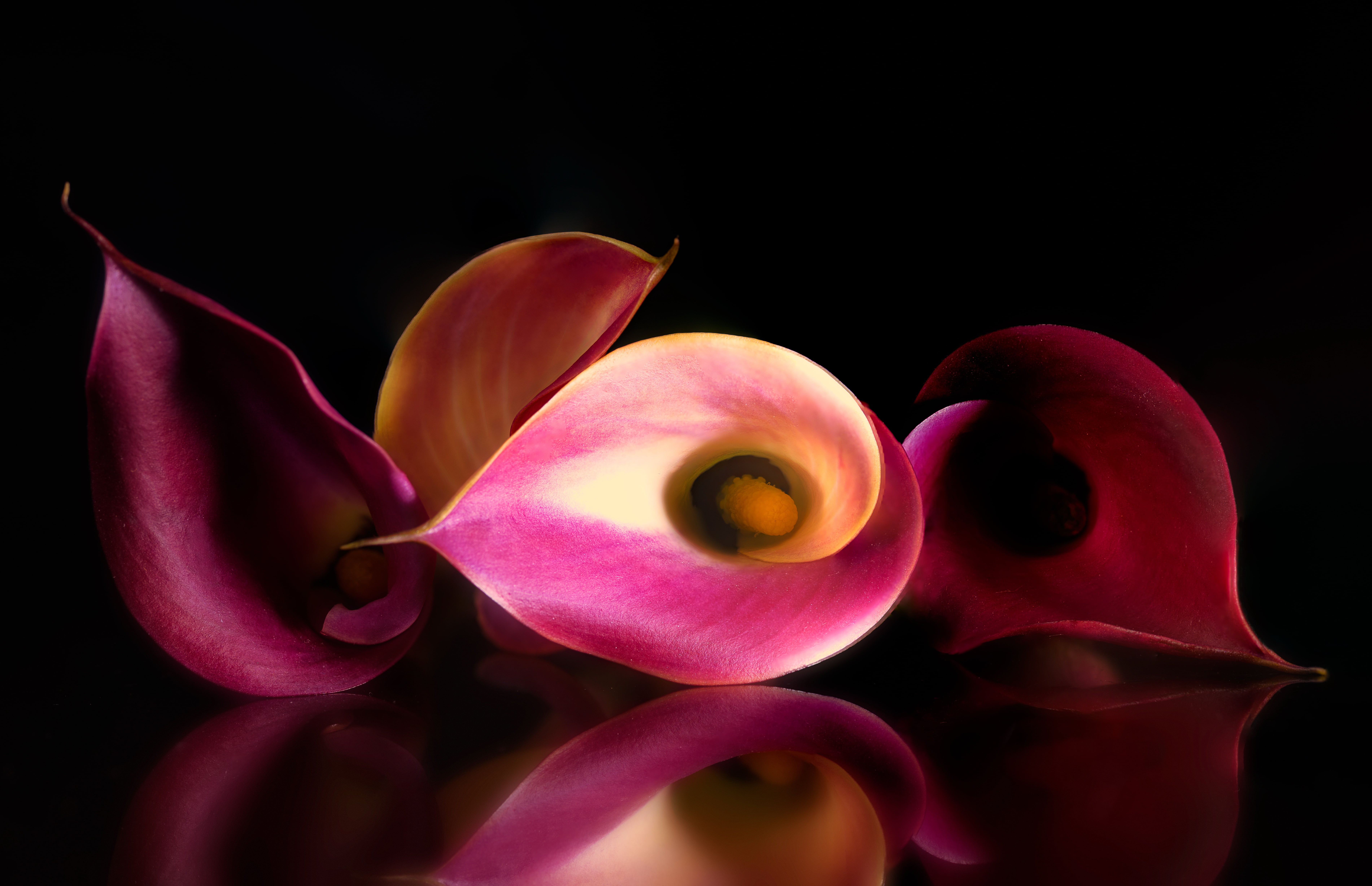 nature, 5K, Calla lilies, background, flowers, HD Wallpaper