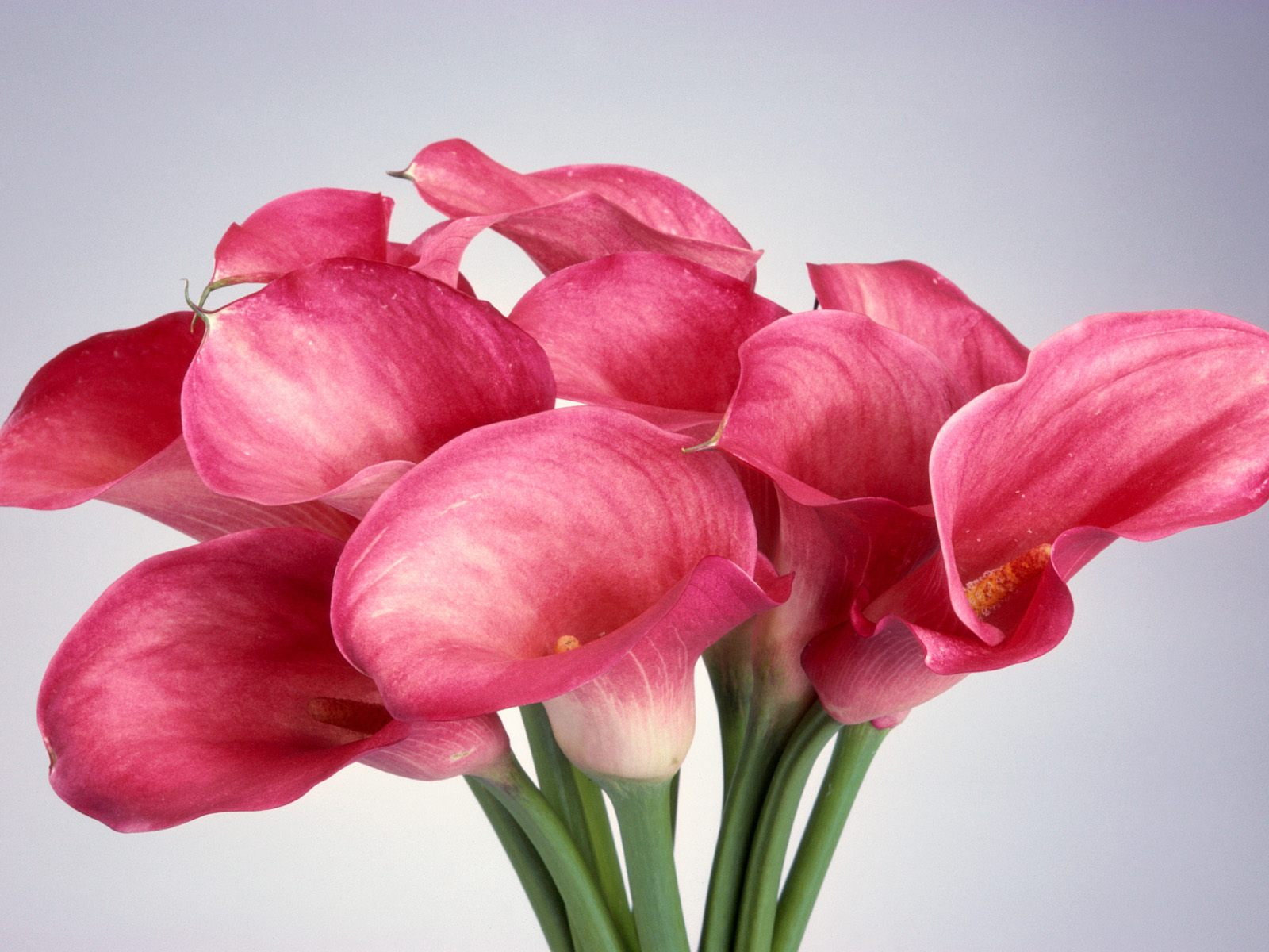 flowers, hd, 720P, calla, lilies, HD Wallpaper