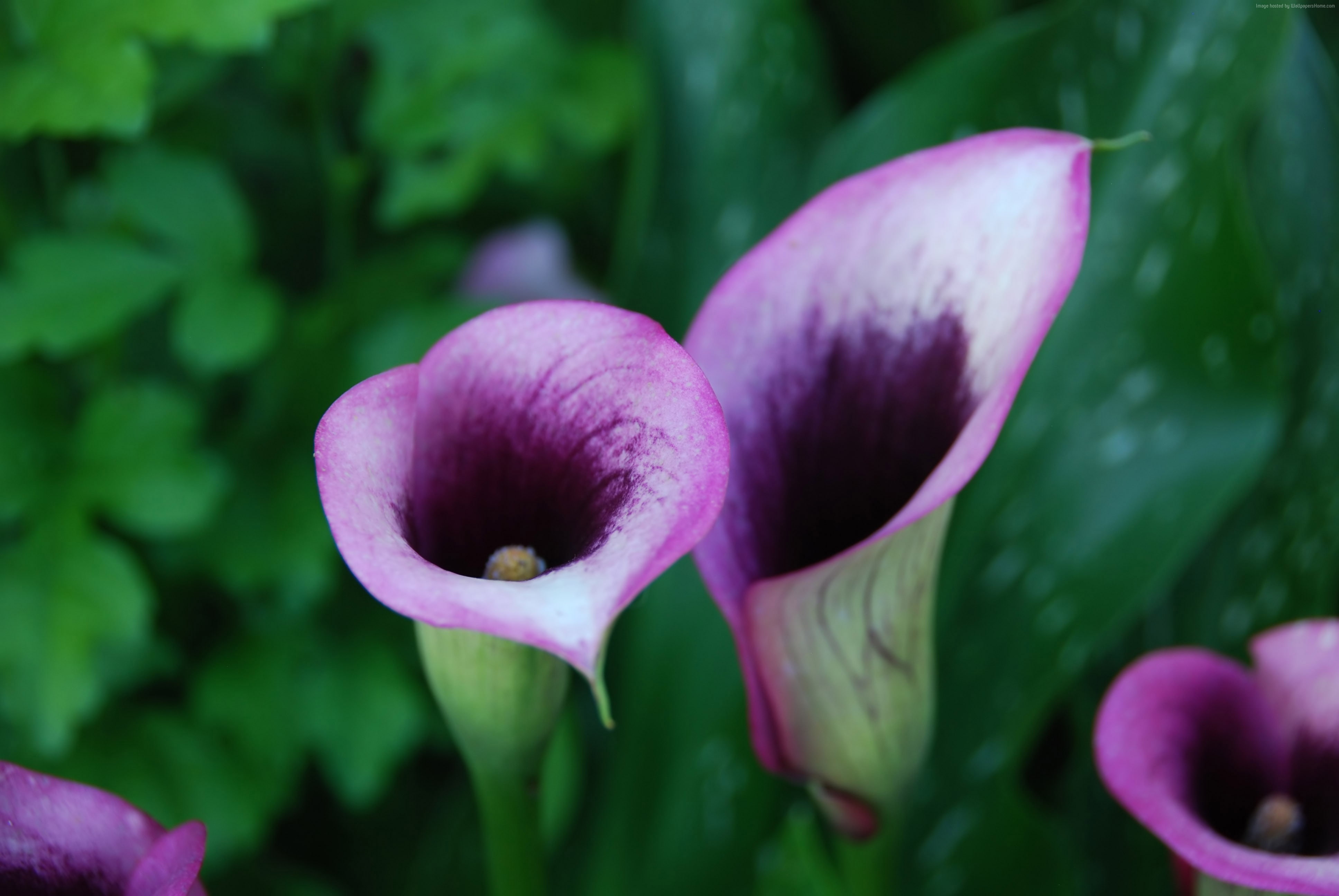 5k, Calla, purple, 4k, 4K, flowers, HD Wallpaper