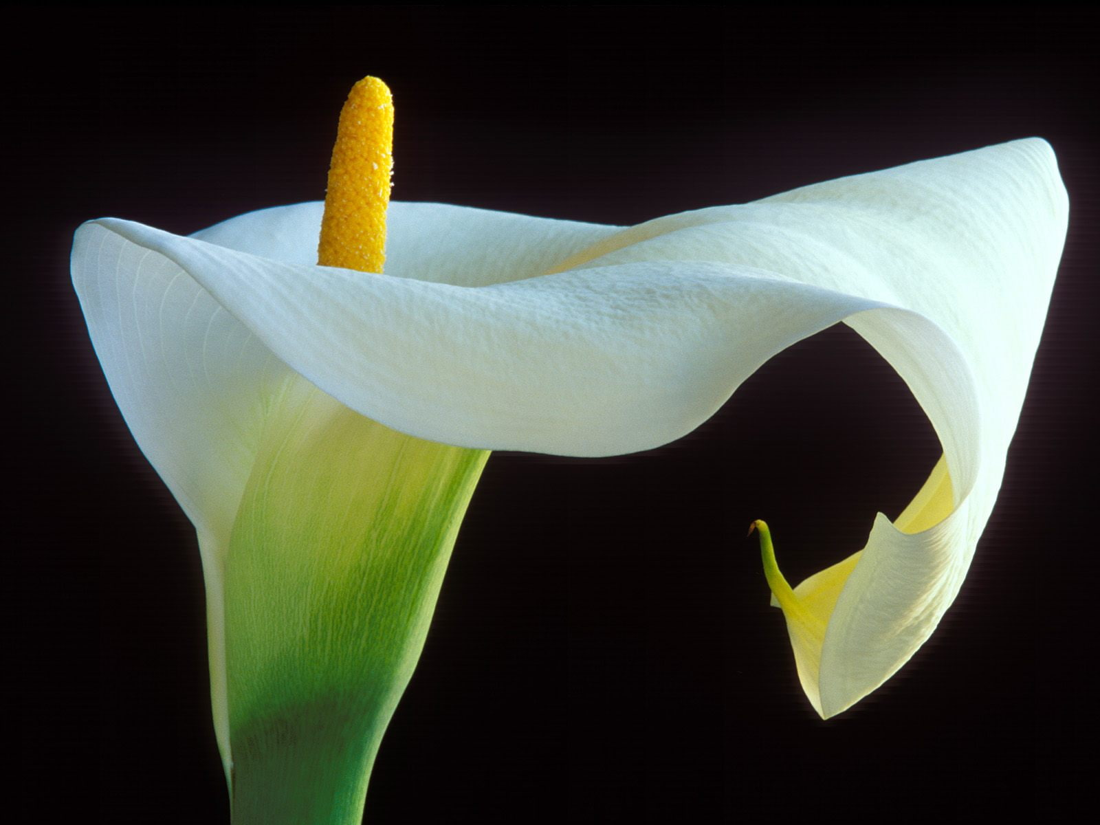 720P, lily, calla, flowers, hd, HD Wallpaper