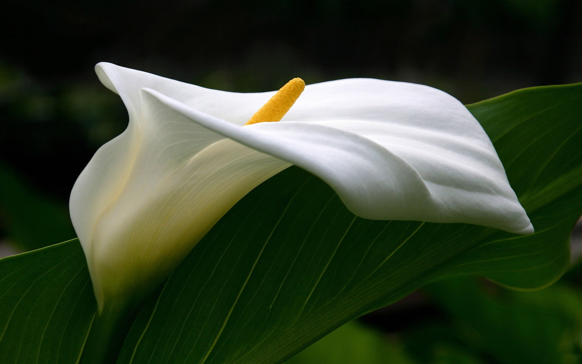 lily, plant, outdoors, flowering plant, beauty in nature, green, petal, photo, 1080P, leaf, inflorescence, fragility, calla, pollen, nature, HD Wallpaper