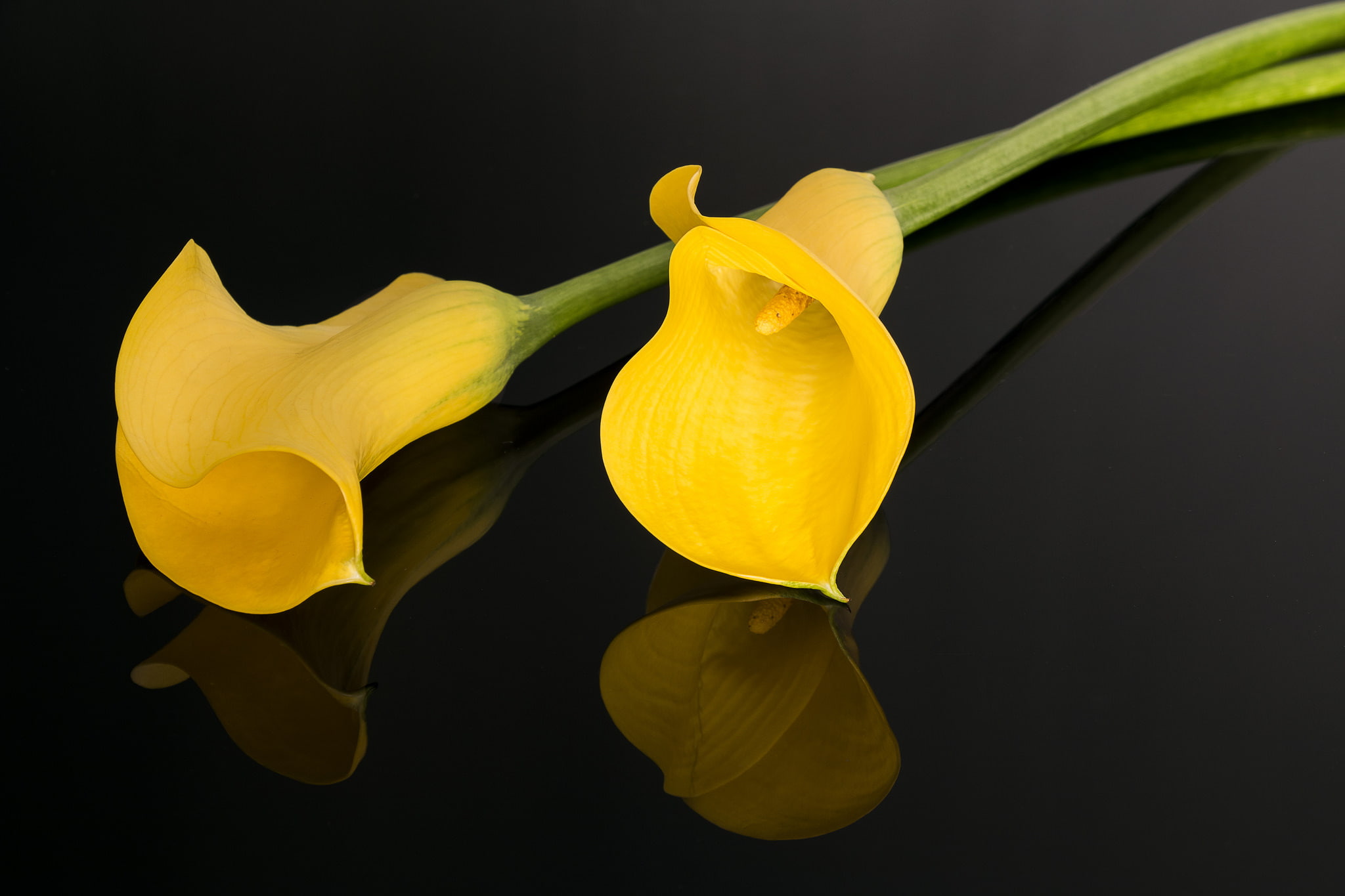 fragility, copy space, inflorescence, beauty in nature, the dark background, flowering plant, flower head, plant, studio shot, yellow, Calla lilies, 1080P, HD Wallpaper
