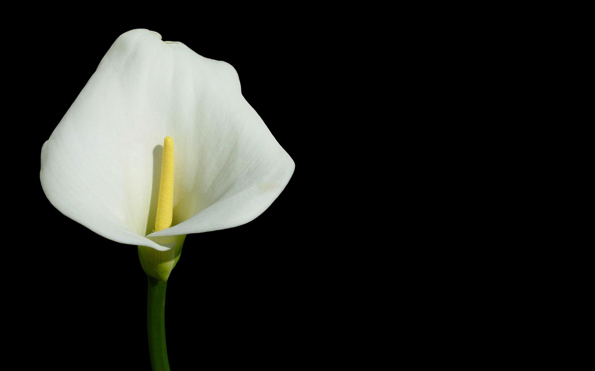 lyle, 1080P, calla lyle, white, calla, black, flower, 3d and abstract, HD Wallpaper