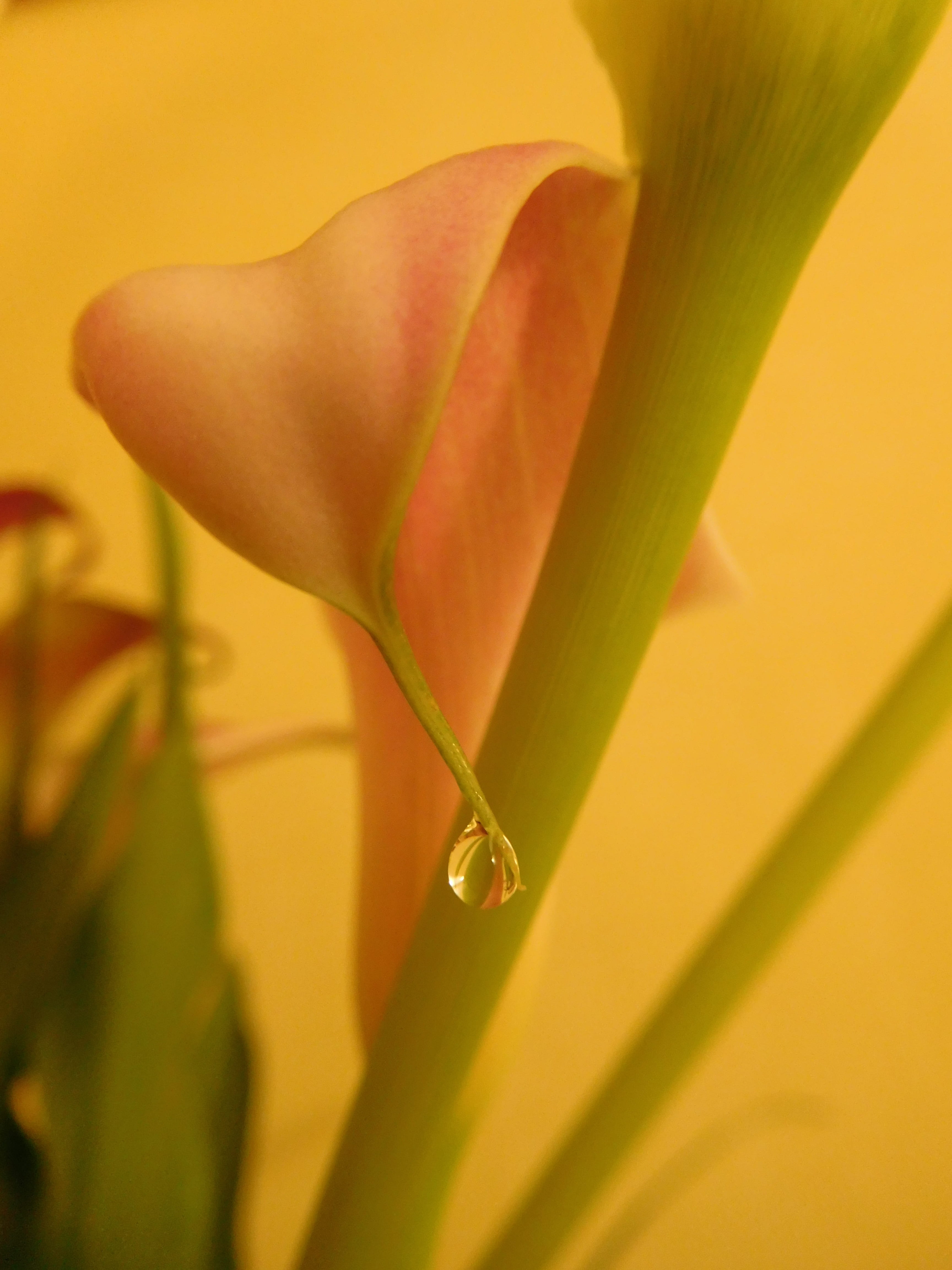 flower head, close-up, day, plant, 4K, focus on foreground, flower, zantedeschia, outdoors, fragility, plant part, green color, freshness, calla lily, Phone HD Wallpaper