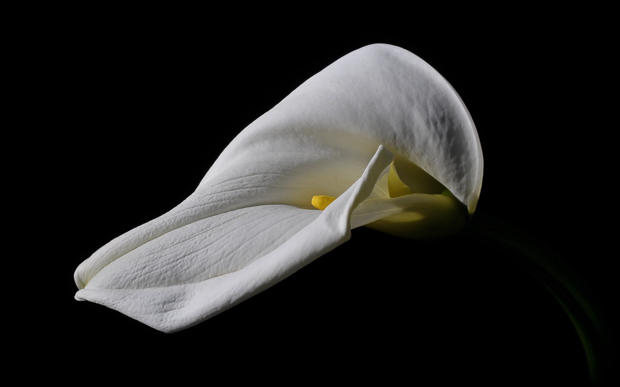 studio shot, flowering plant, no people, inflorescence, close-up, calla lily, 2K, black background, plant, growth, white color, flower, nature, vulnerability, HD Wallpaper