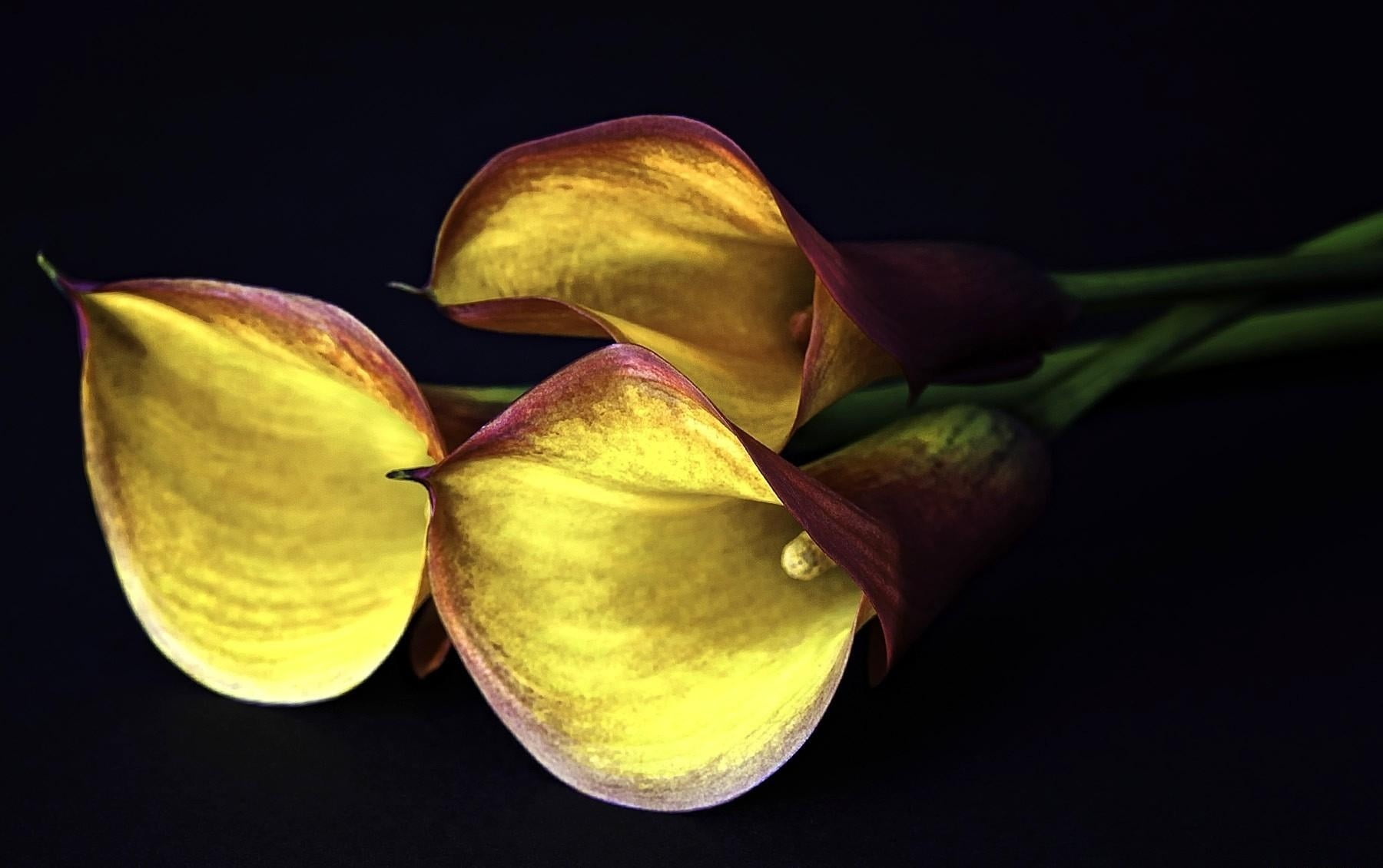 three, macro, black Color, calla lilies, plant part, organic, flowering plant, flower, lilies, leaf, food, ripe, flower Head, still life, beauty in nature, HD Wallpaper