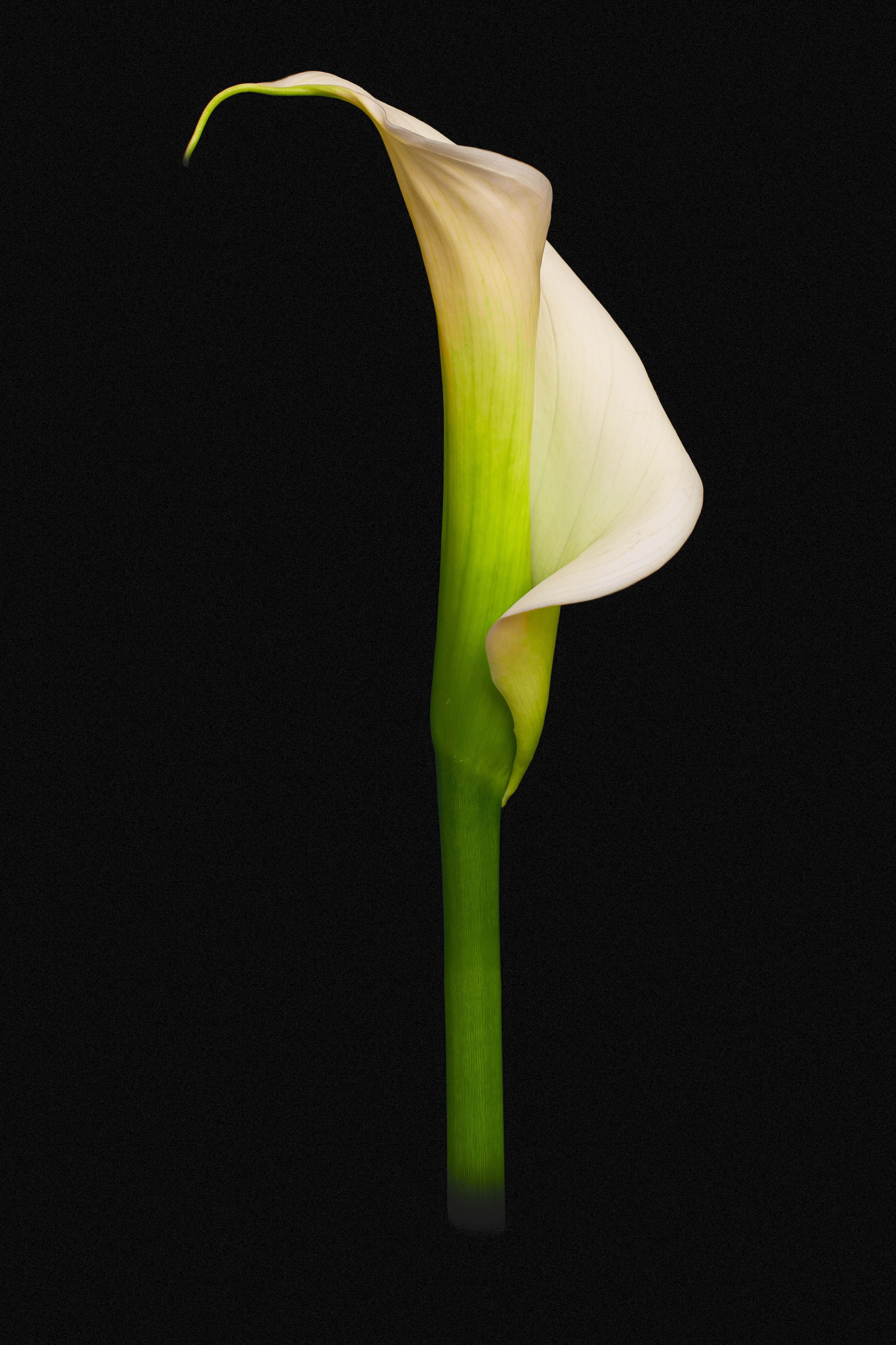 freshness, black background, inflorescence, petal, indoors, flower head, no people, fragility, studio, plants, beauty in nature, plant, vulnerability, flowers, Phone HD Wallpaper