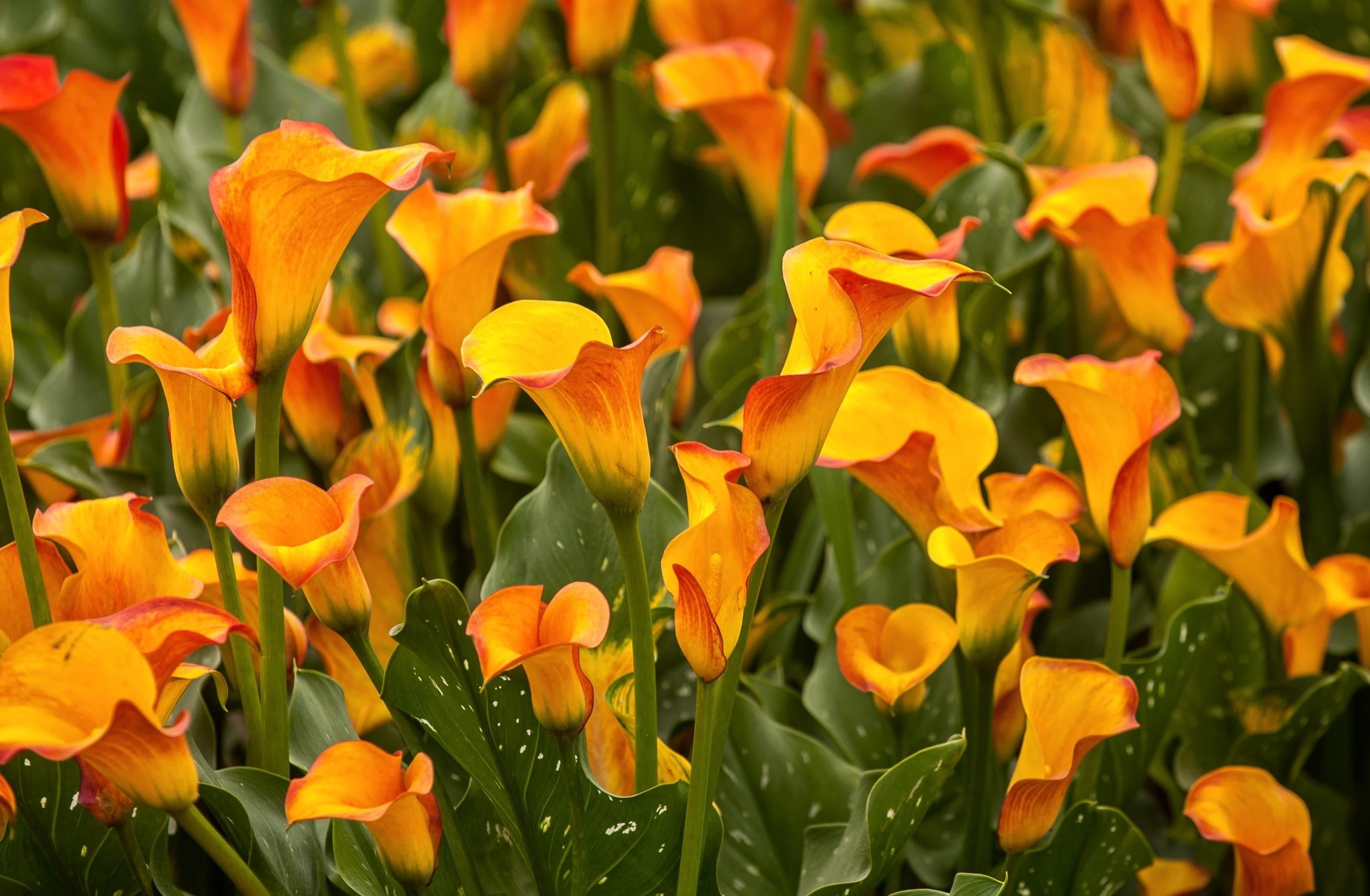 calla, nature, summer, flower, multi Colored, red, tulip, bright, formal Garden, botany, flowering plant, growth, springtime, plant part, lilies, no People, HD Wallpaper
