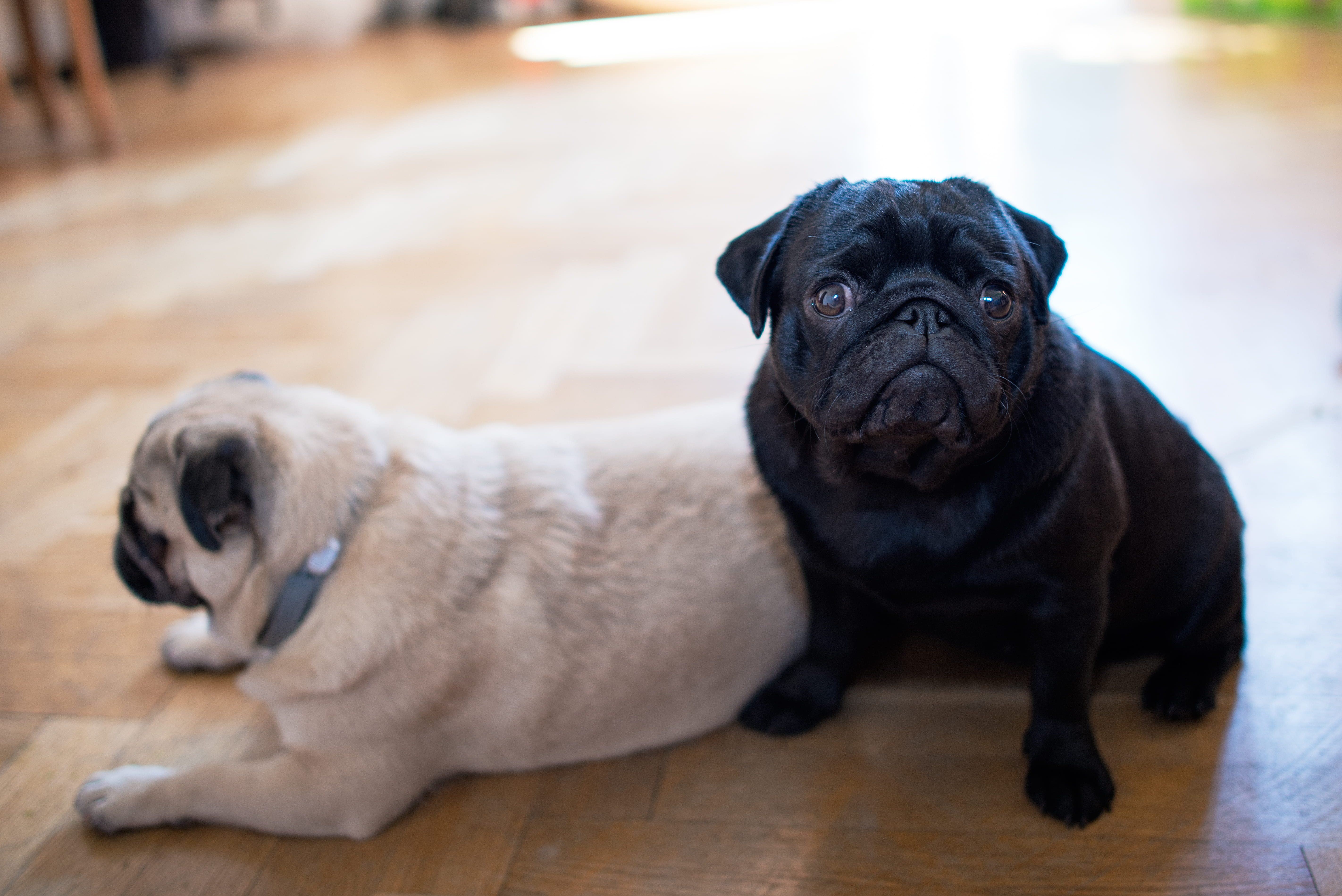 no people, small, purebred dog, paws, polska, curious pug, pug, canine, sisters dog, black pug, lap dog, indoors, pets, vertebrate, domestic animals, looking at camera, HD Wallpaper