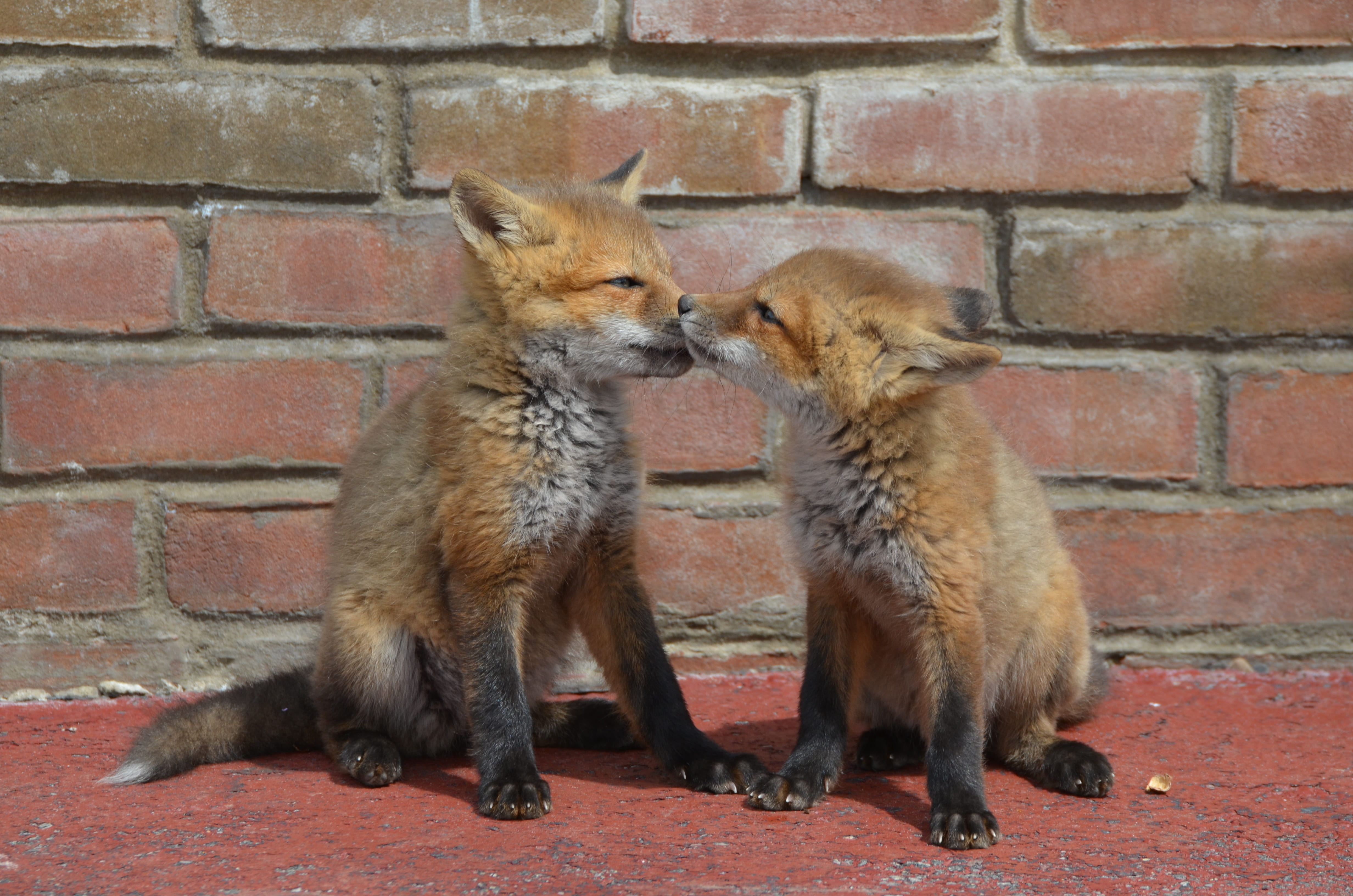 animal, young animal, fox, love, wall - building feature, group of animals, no people, togetherness, animal family, day, brothers, adorable, family, pets, HD Wallpaper