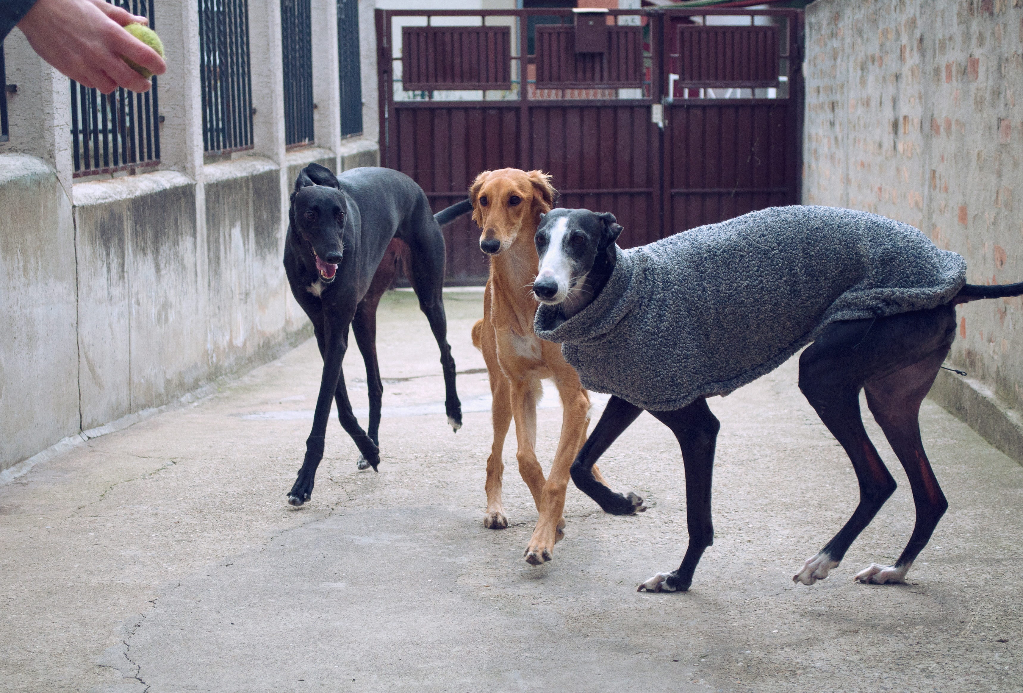 pets playing, canine, people, footpath, dogs running, pet, spanish galgo, full length, architecture, dogs playing, cute, mammal, curious, galgo, standing, HD Wallpaper