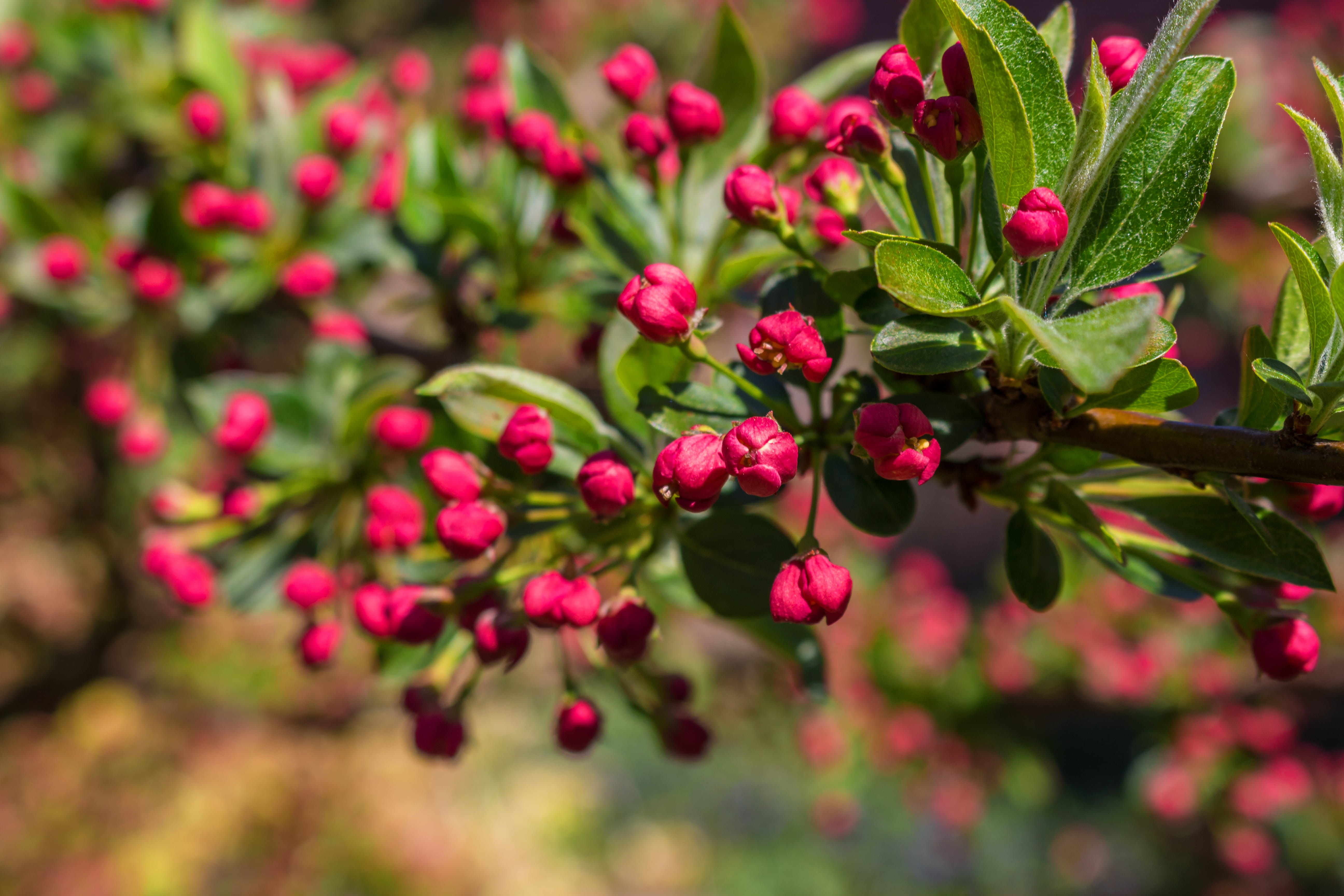 fruit, beauty in nature, close-up, embellishment, food and drink, freshness, nature, bloom, food, blossom, ripe, green color, 5K, outdoors, focus on foreground, HD Wallpaper