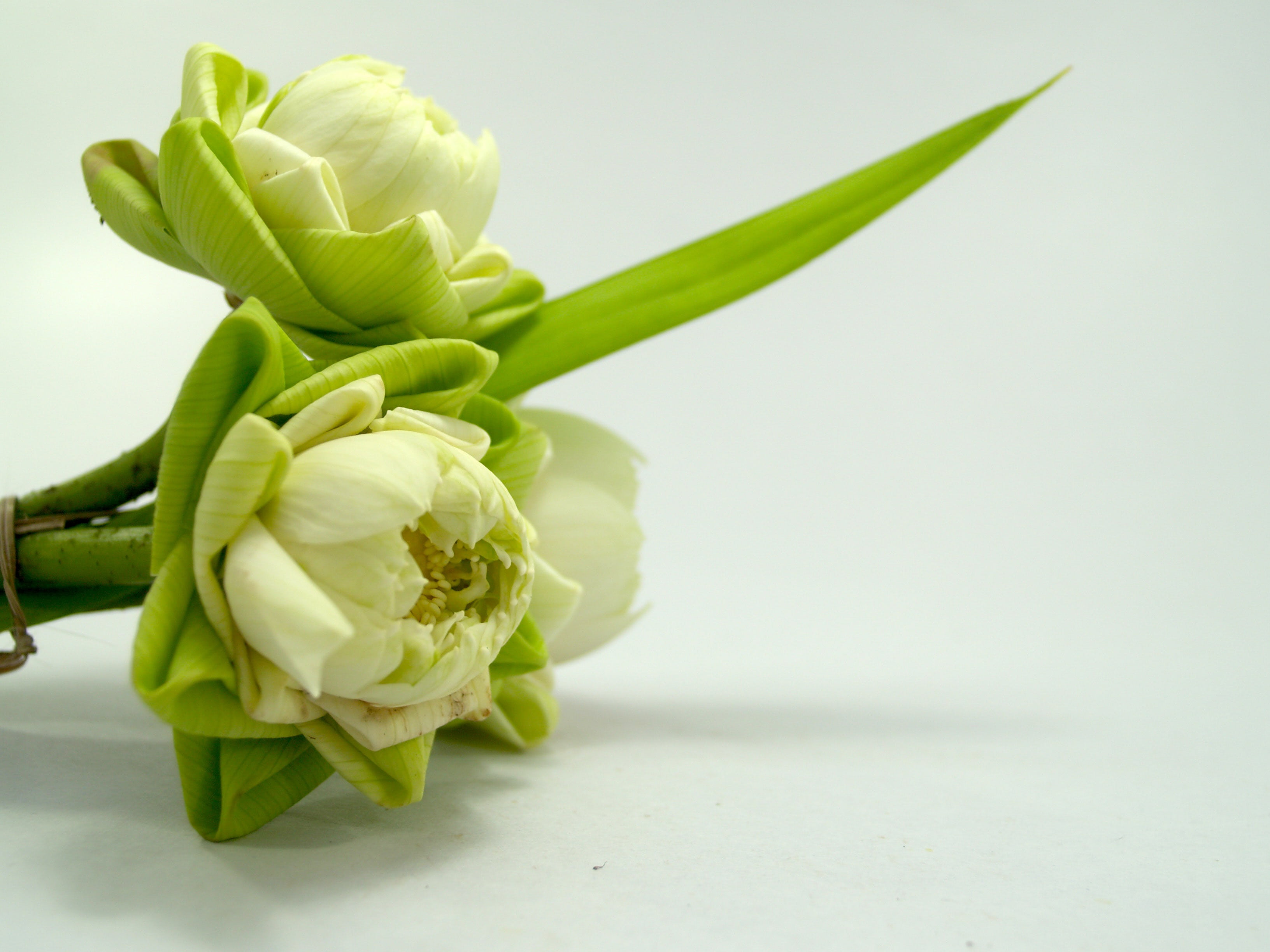 spring, white, blossom, pink, floral, culture, zoom, florist, asparagus, indoors, wellbeing, beautiful, green color, pollen, no people, warm, food, decor, HD Wallpaper