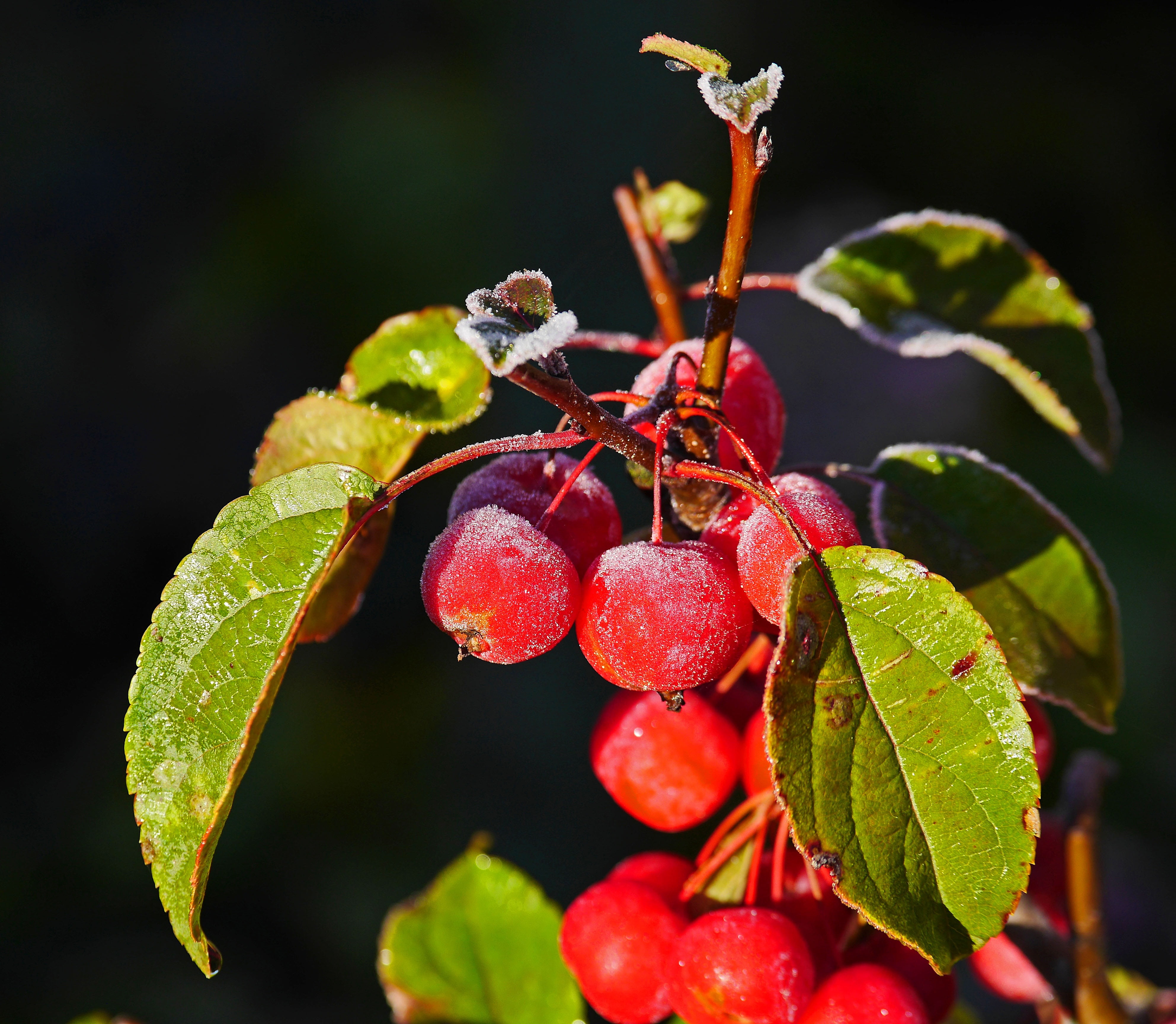 plant, 4K, red, branch, freshness, wellbeing, leaf, late autumn, green color, over-sugared, outdoors, fruits, berry fruit, hoarfrost, summer, nature, plant part, HD Wallpaper