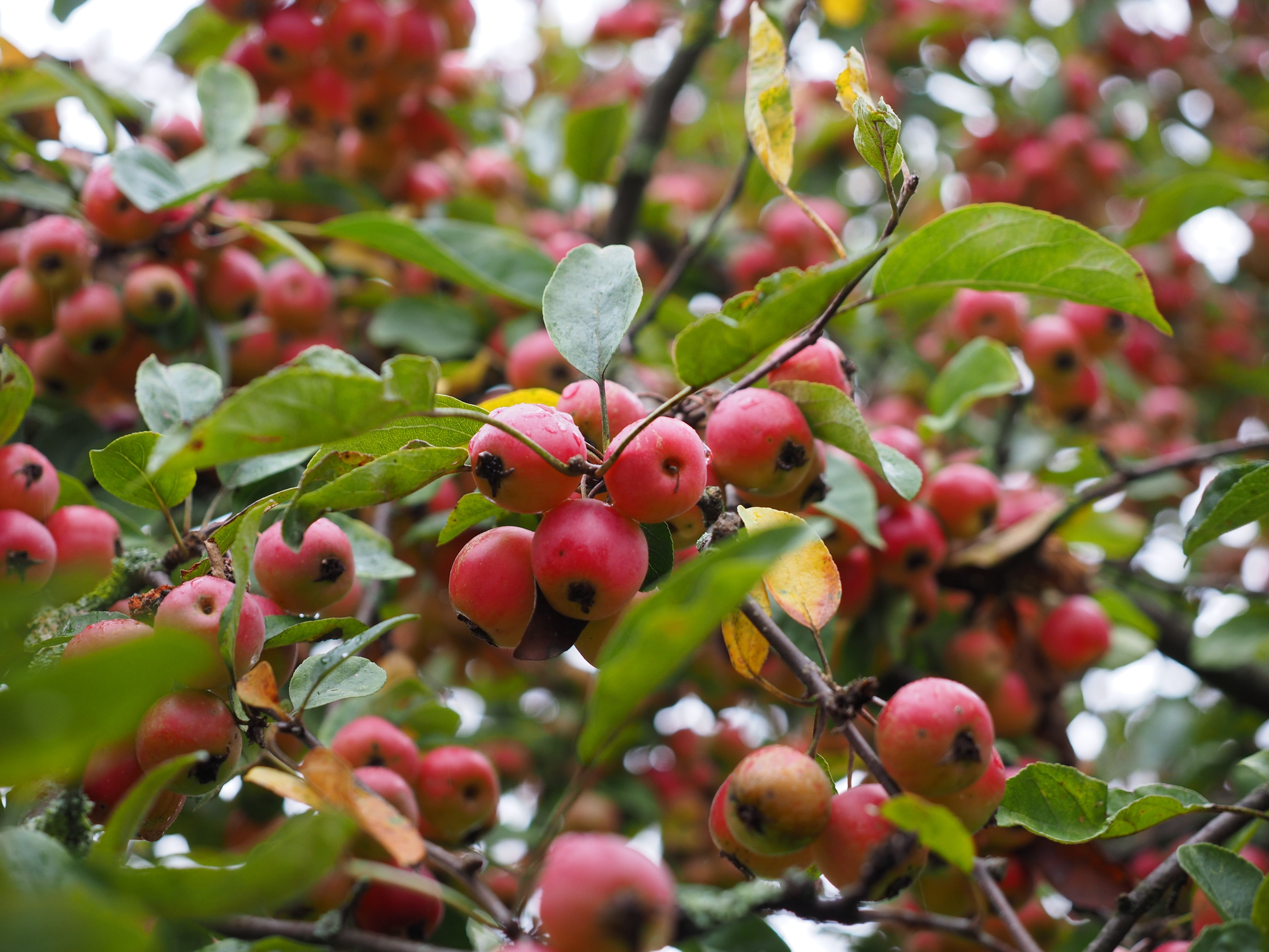 small, ripe, apple, green color, outdoors, rose greenhouse, beauty in nature, growth, leaf, day, focus on foreground, nature, red, fruit, food, plant, plant part, HD Wallpaper