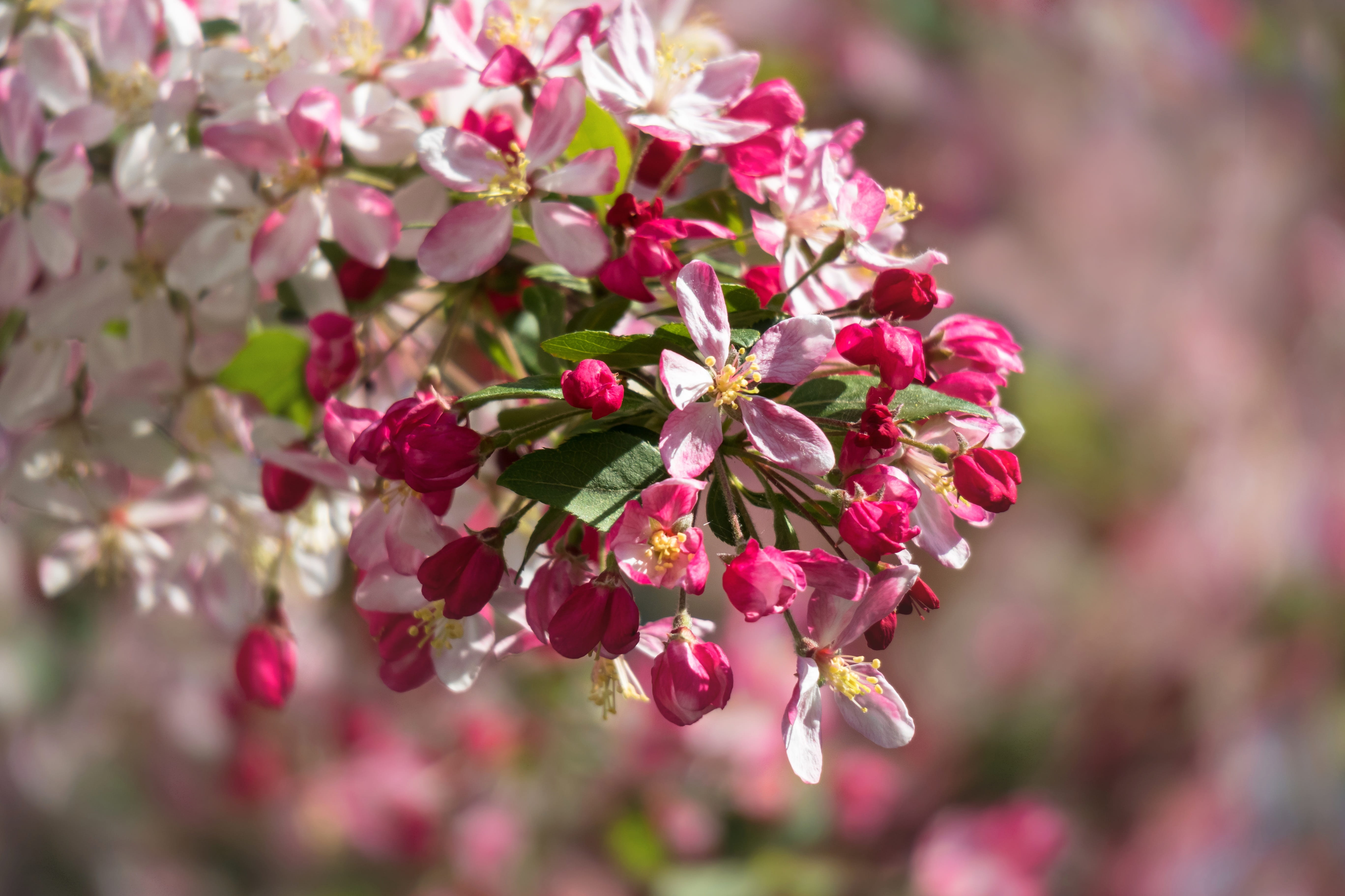 5K, lilac, focus on foreground, tree, plant, spring, vulnerability, embellishment, apple tree, outdoors, growth, cherry blossom, flower head, petal, nature, HD Wallpaper