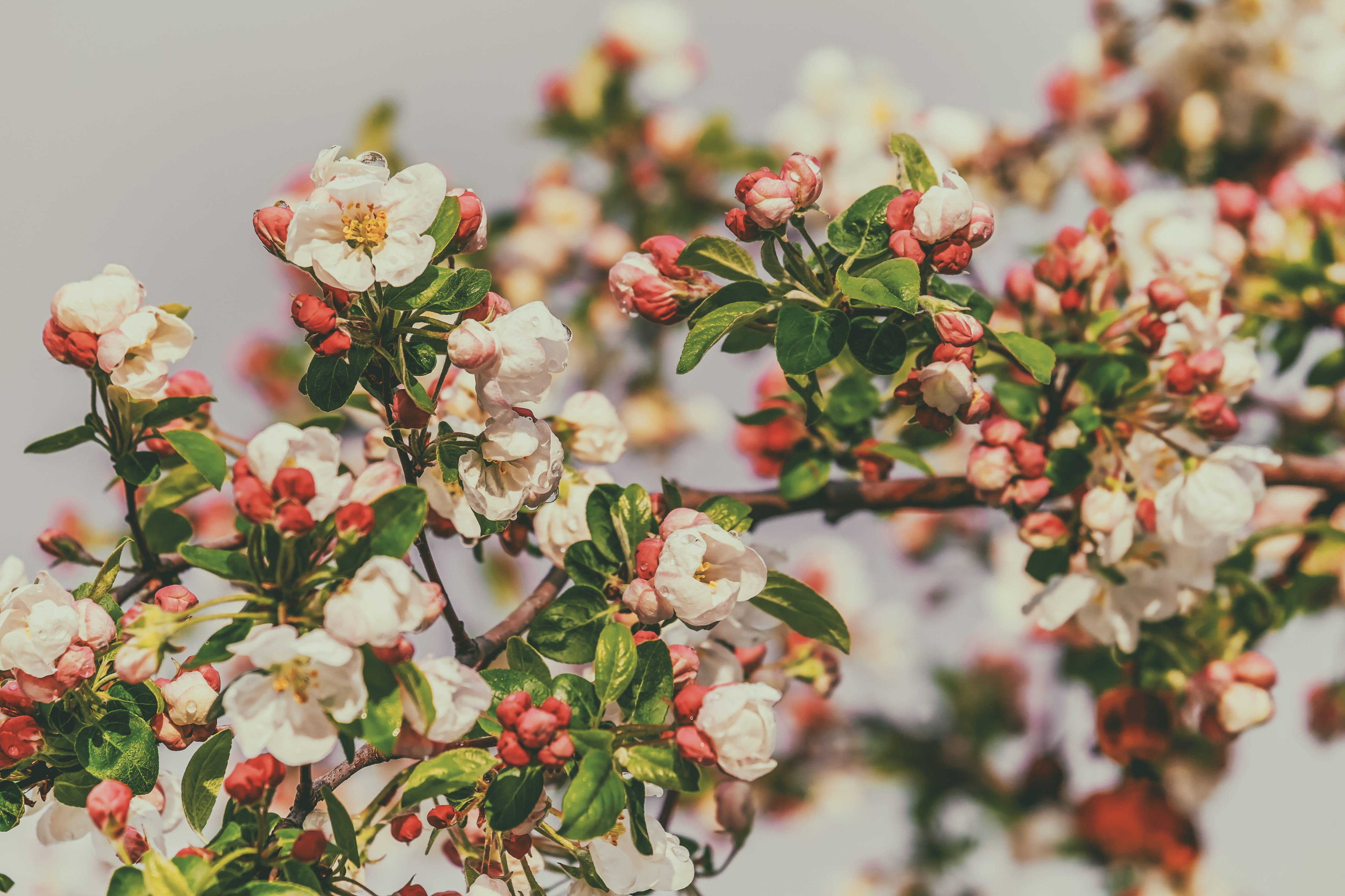 no people, roses, growth, flower head, nature, plant part, plant, beauty in nature, petal, white red, spring, blossom, close-up, 4K, heyday, vulnerability, HD Wallpaper