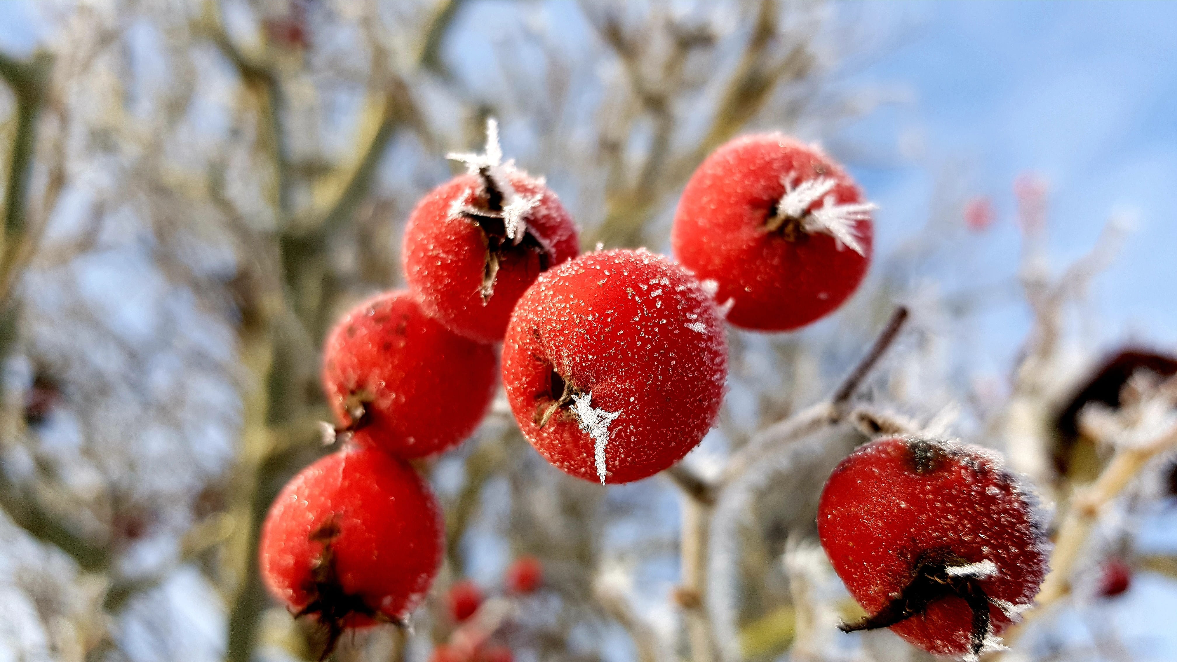 close-up, fruit, tree, ripe, day, berry fruit, cold temperature, focus on foreground, embellishment, ice, plant, 4K, outdoors, frost, freshness, hoarfrost, HD Wallpaper