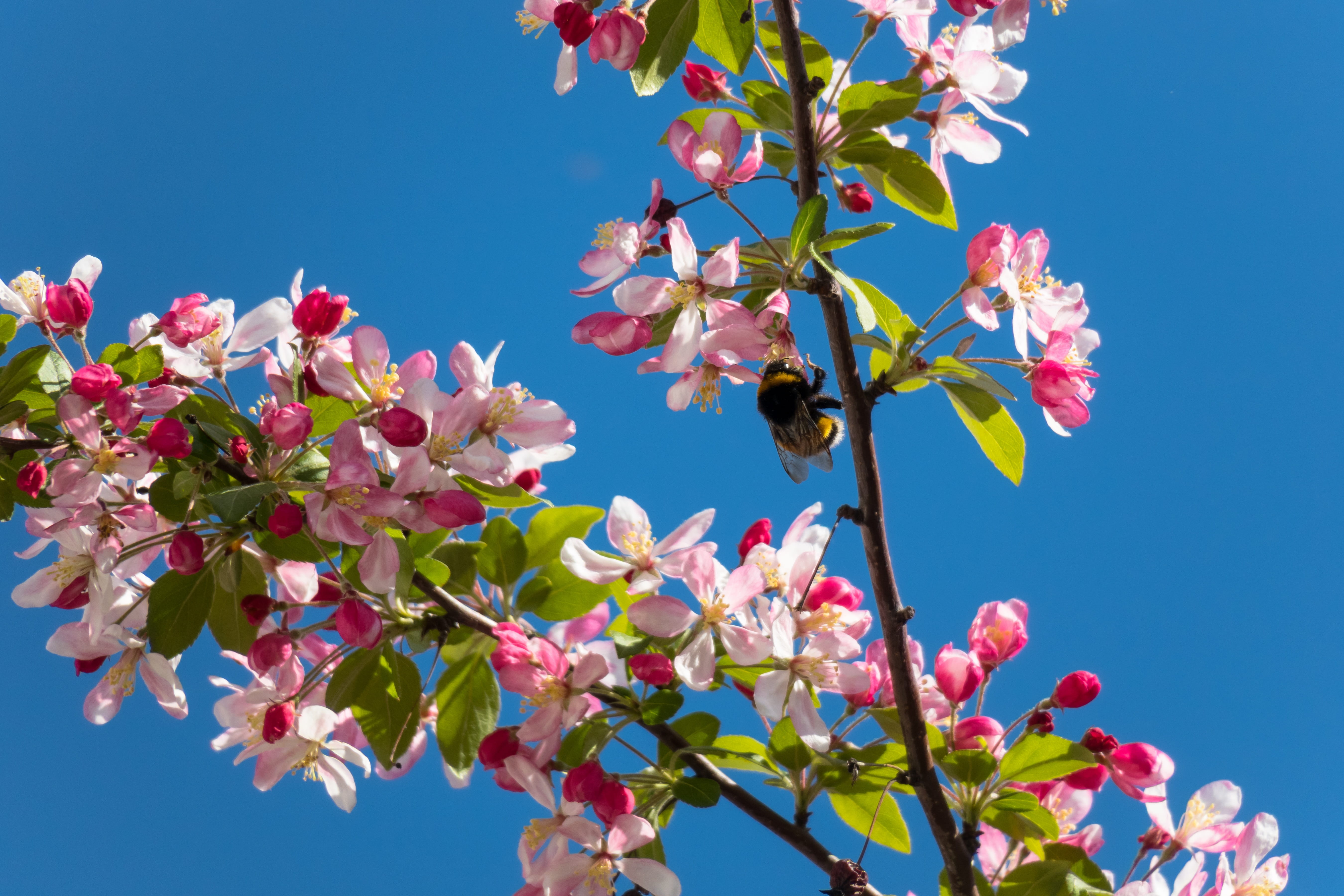 embellishment, blossom, flowers, 5K, pink, apple tree, sky, fruit tree, nature, freshness, low angle view, bloom, leaf, flower head, blue, growth, flowering twig, HD Wallpaper
