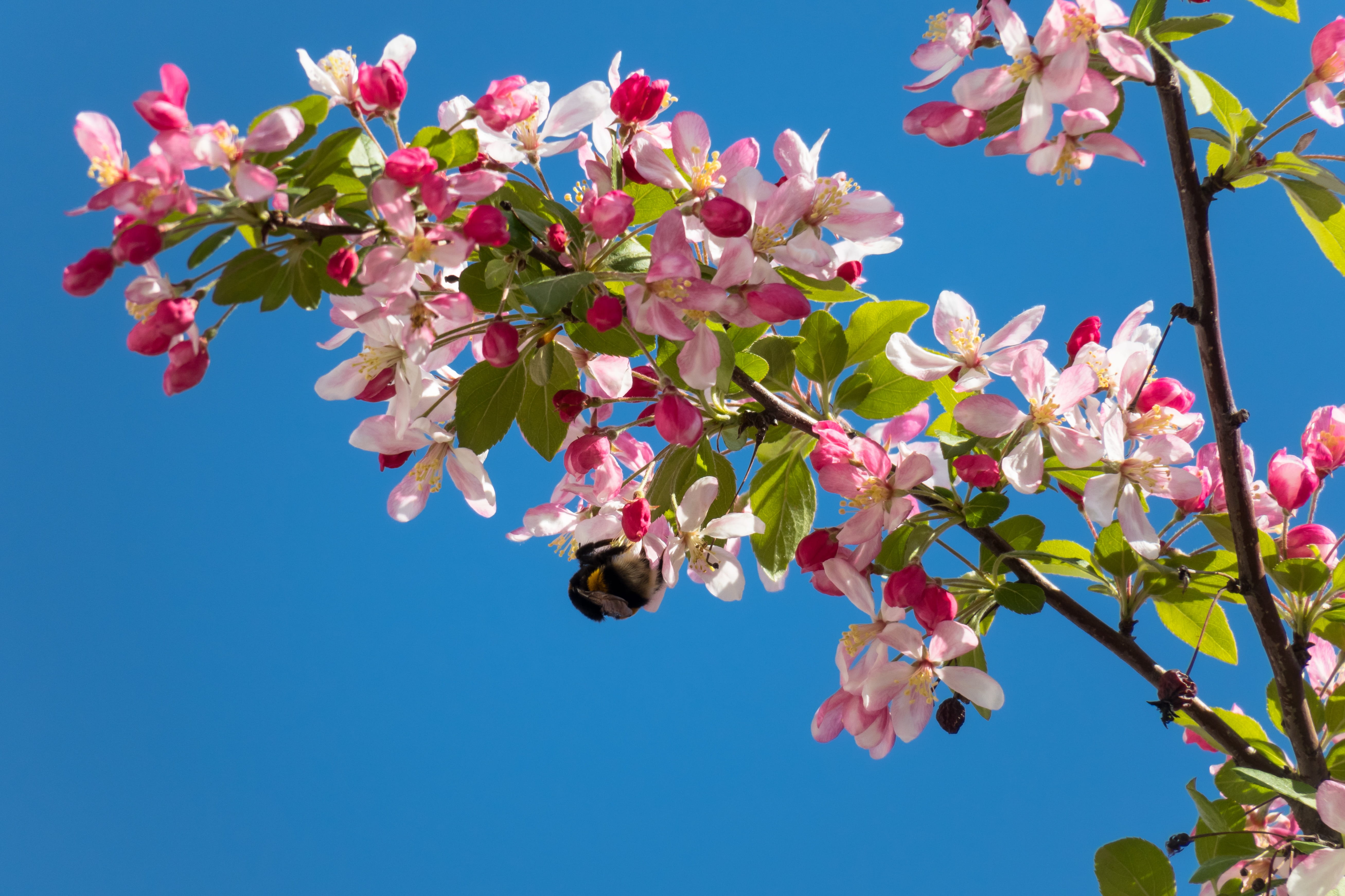 nature, petal, embellishment, flower head, flowering plant, pink, outdoors, growth, low angle view, fruit tree, pink color, spring, springtime, blossom, HD Wallpaper