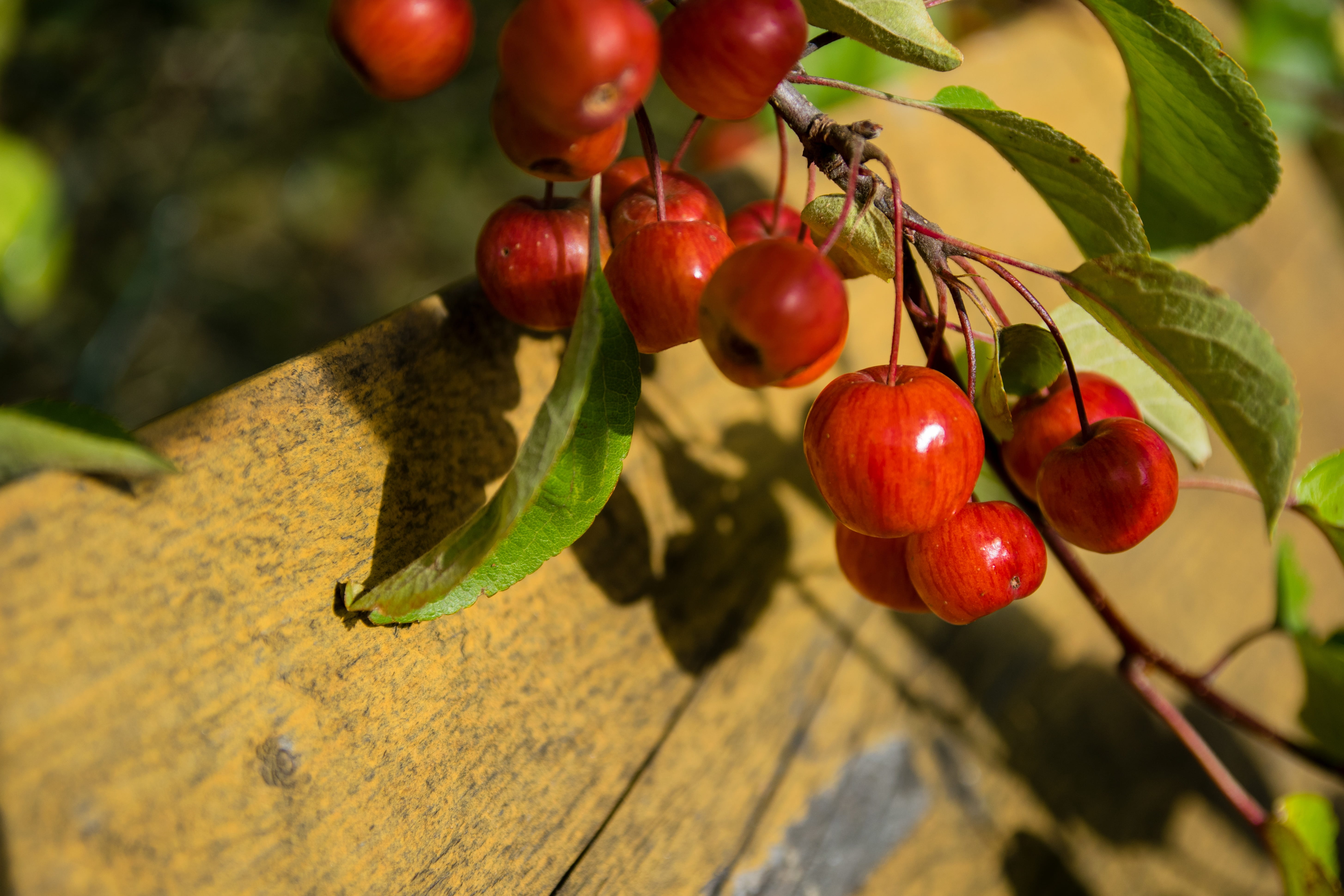 freshness, beauty in nature, plant, wellbeing, close, close-up, food and drink, fruits, day, embellishment, ornamental apple tree, tree, red, focus on foreground, HD Wallpaper