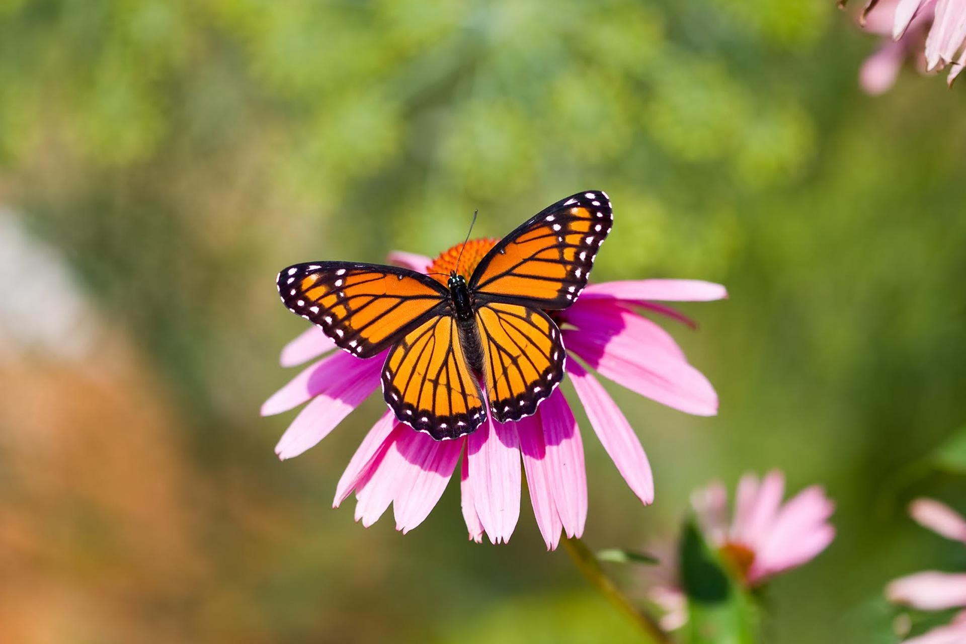 beautiful, 1080P, nature, flowers, viceroy, butterflies, animals, butterfly, viceroy butterfly, HD Wallpaper