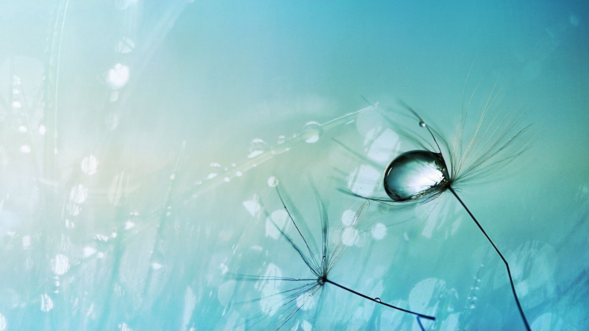 blue, 1080P, reflection, plant, close-up, low angle view, nature, science, drop, water, abstracto, eyesight, no people, dew, vulnerability, window, eye, HD Wallpaper