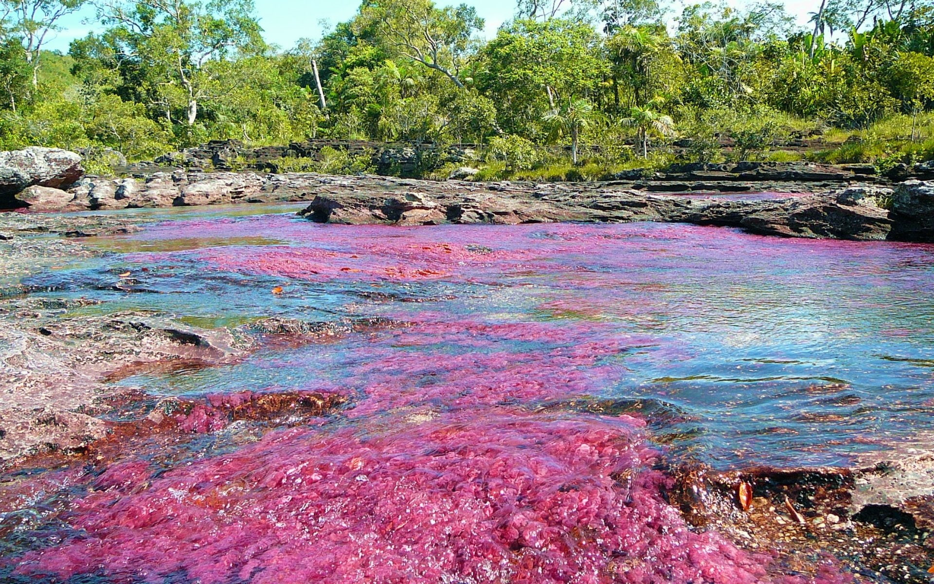 Earth, 1080P, Caño Cristales, HD Wallpaper