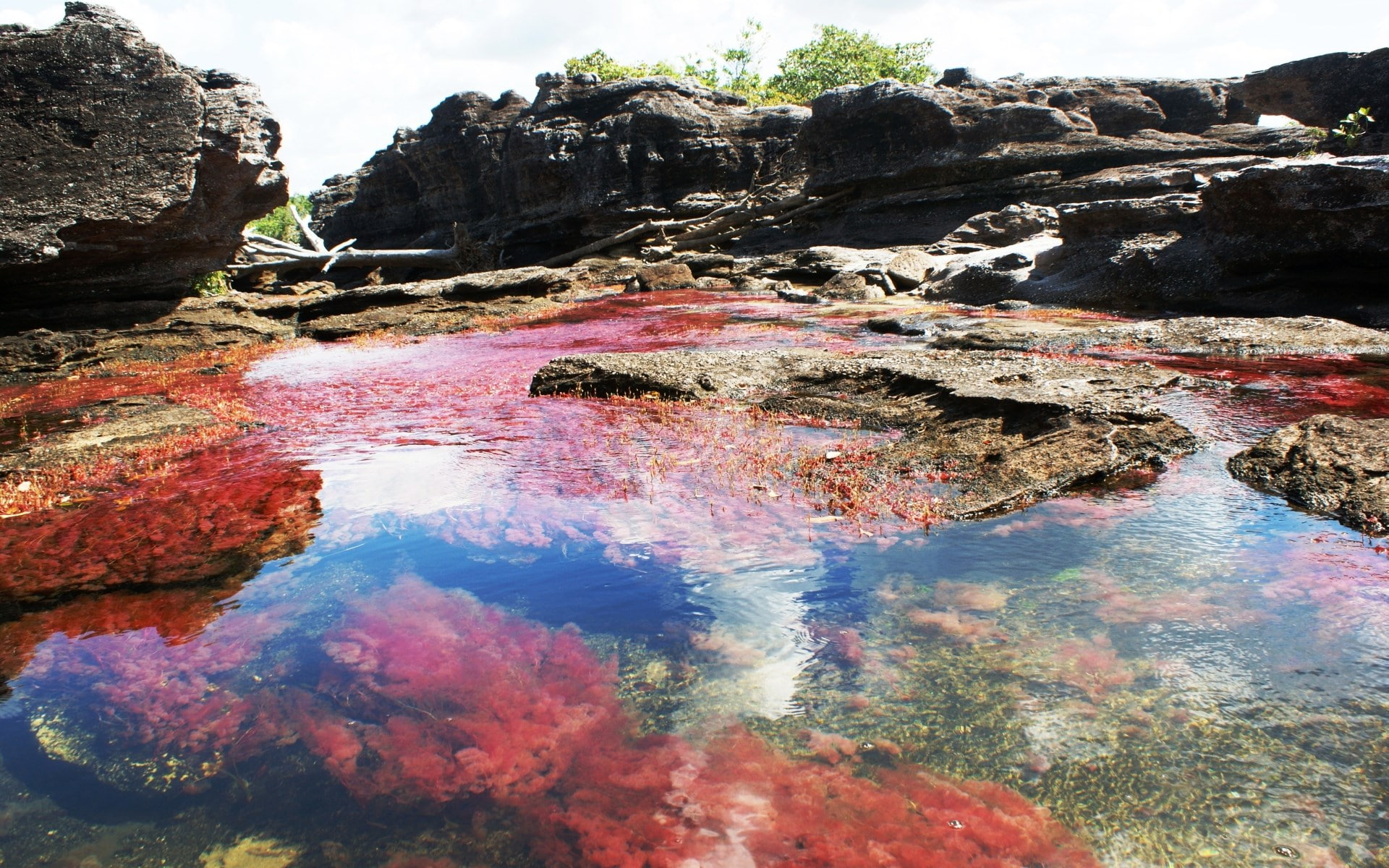 1080P, cano cristales, HD Wallpaper