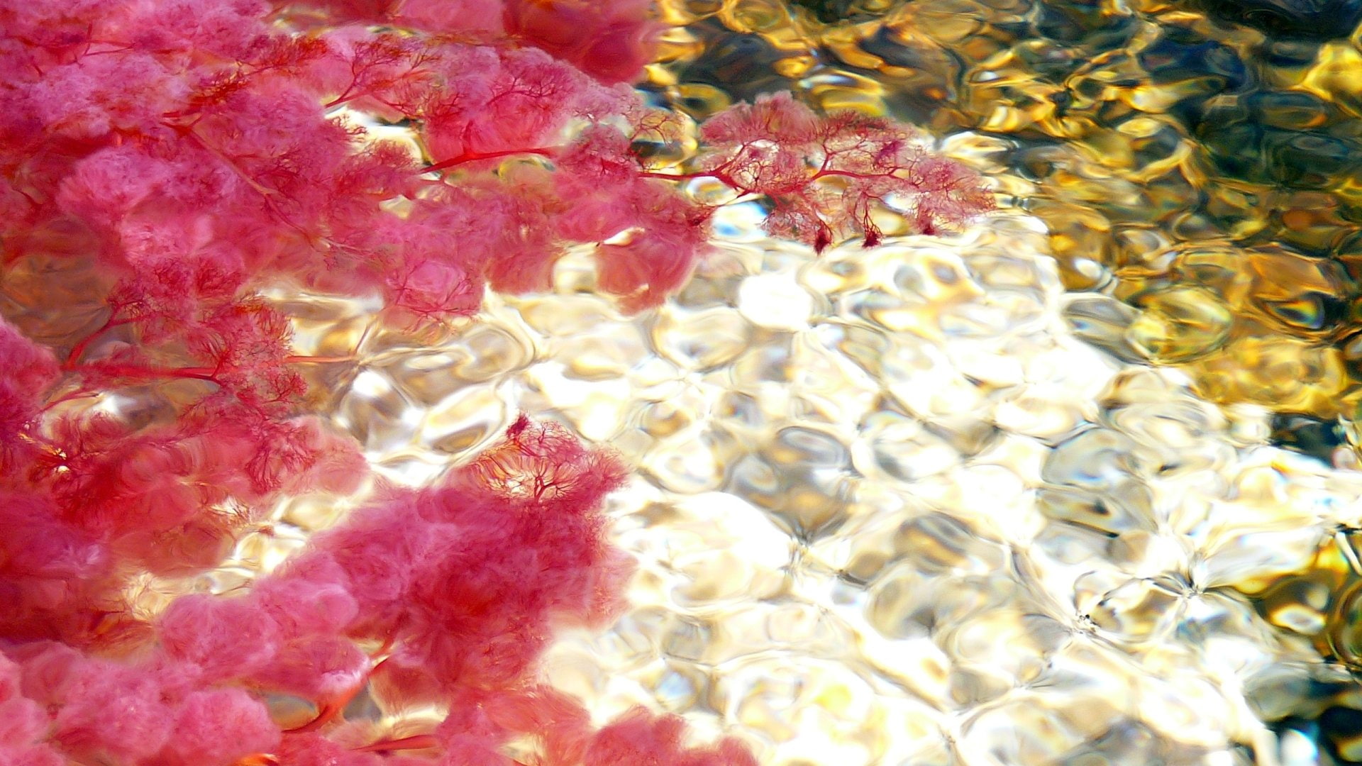 1080P, Caño Cristales, Earth, HD Wallpaper