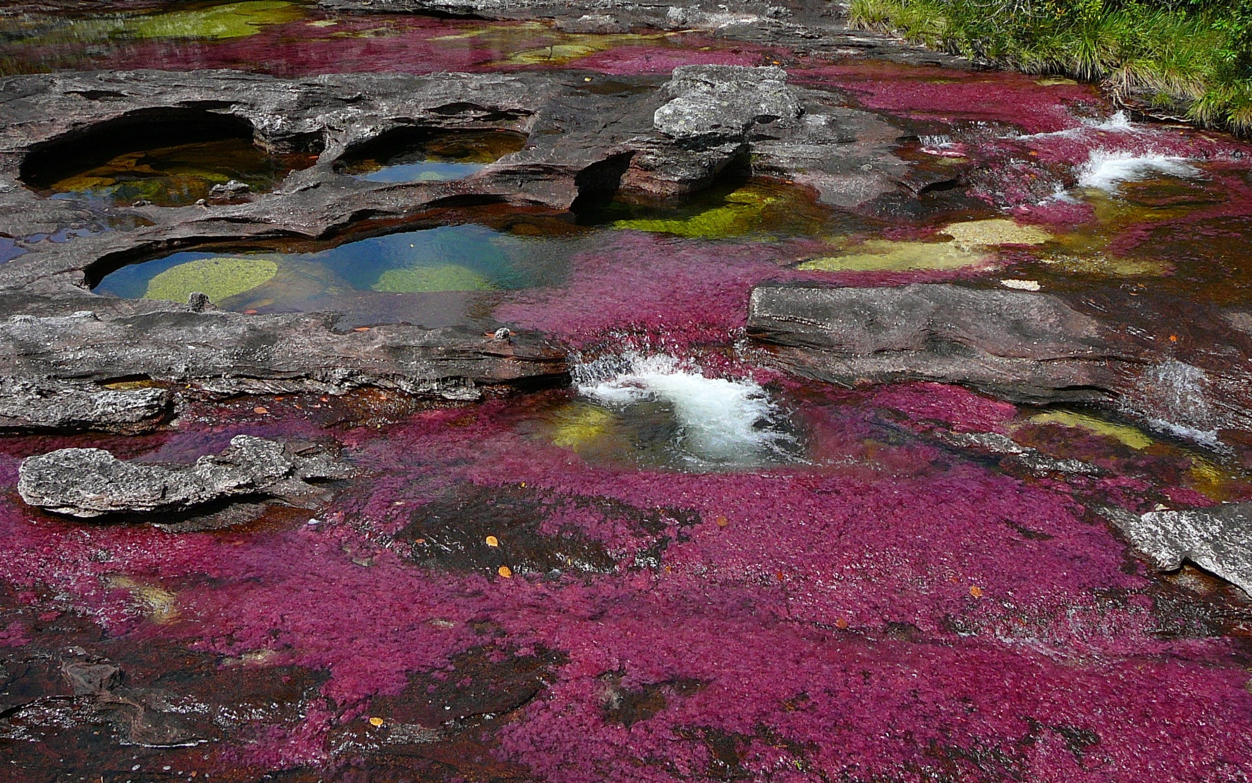 cano cristales, 2K, HD Wallpaper