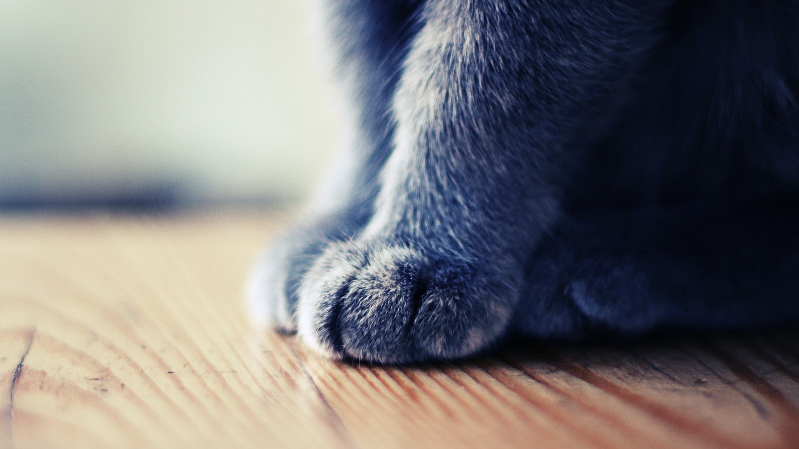 animals, hd, cat, 720P, macro, paw, HD Wallpaper