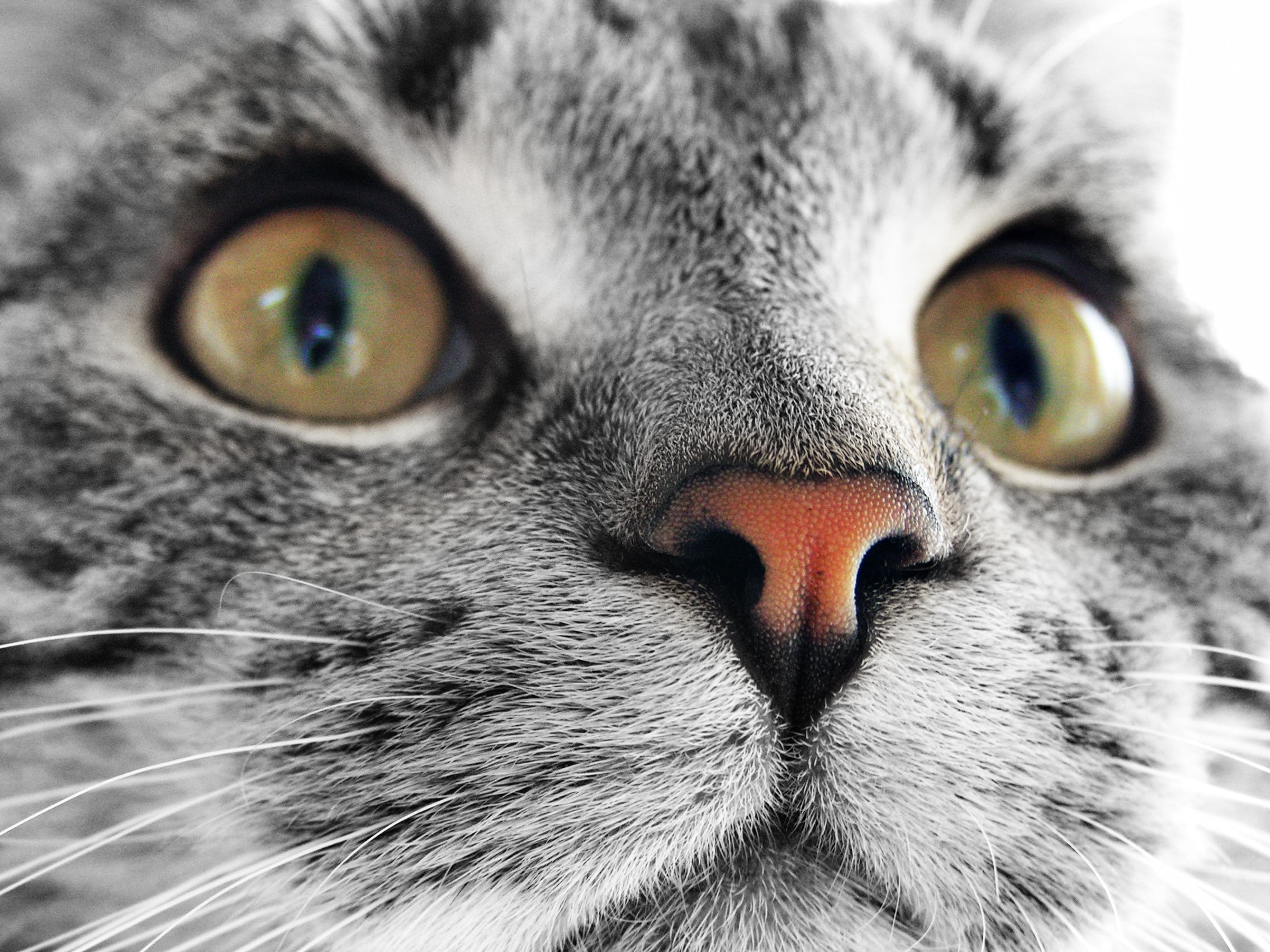 pets, animal, animals, animal body part, 1080P, domestic cat, animal themes, portrait, close-up, vertebrate, domestic animals, macro, tabby, animal nose, HD Wallpaper
