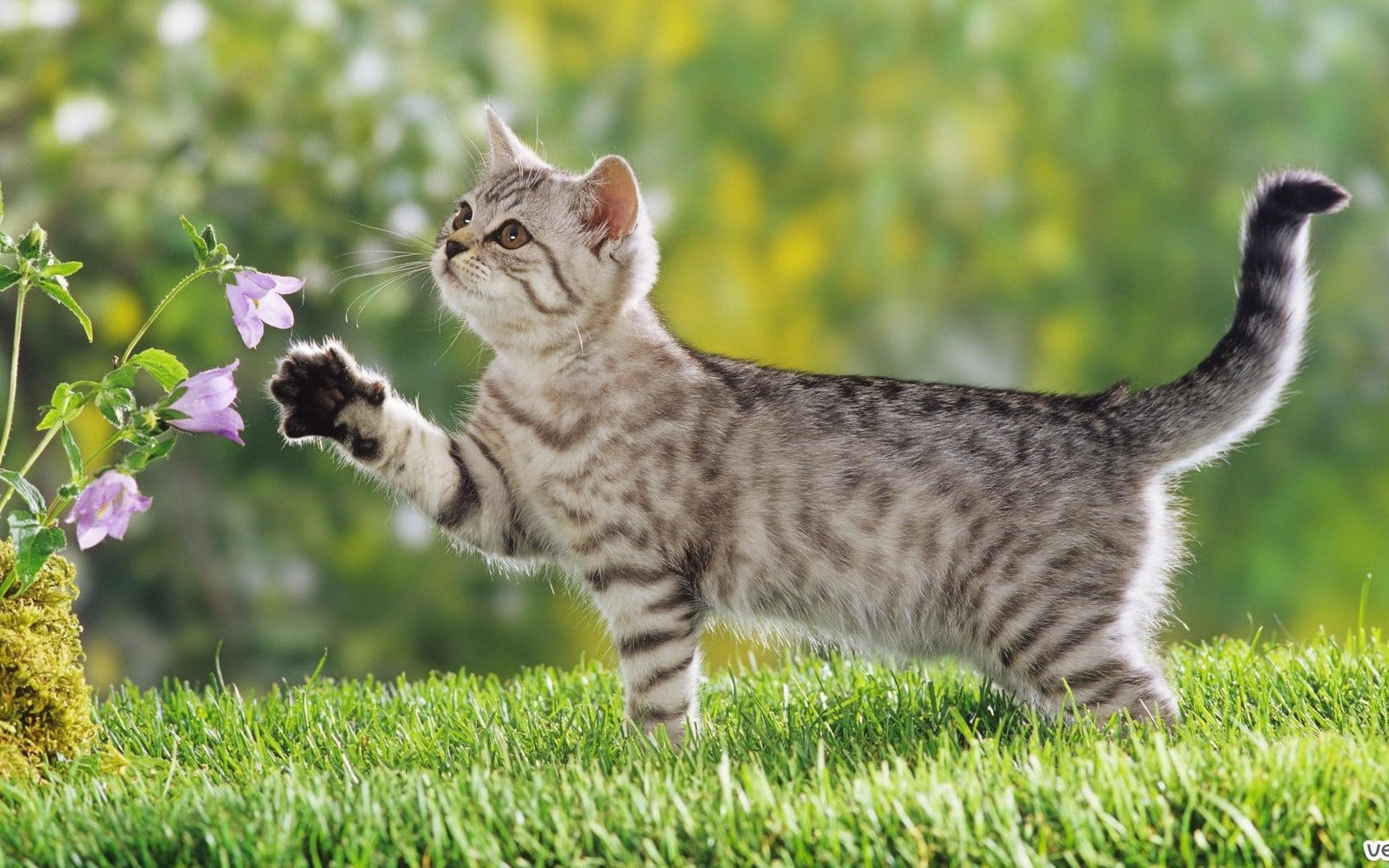 grass, cat, domestic cat, day, nature, standing, vertebrate, young animal, tabby, one animal, domestic animals, whisker, no people, 720P, pets, animal themes, HD Wallpaper