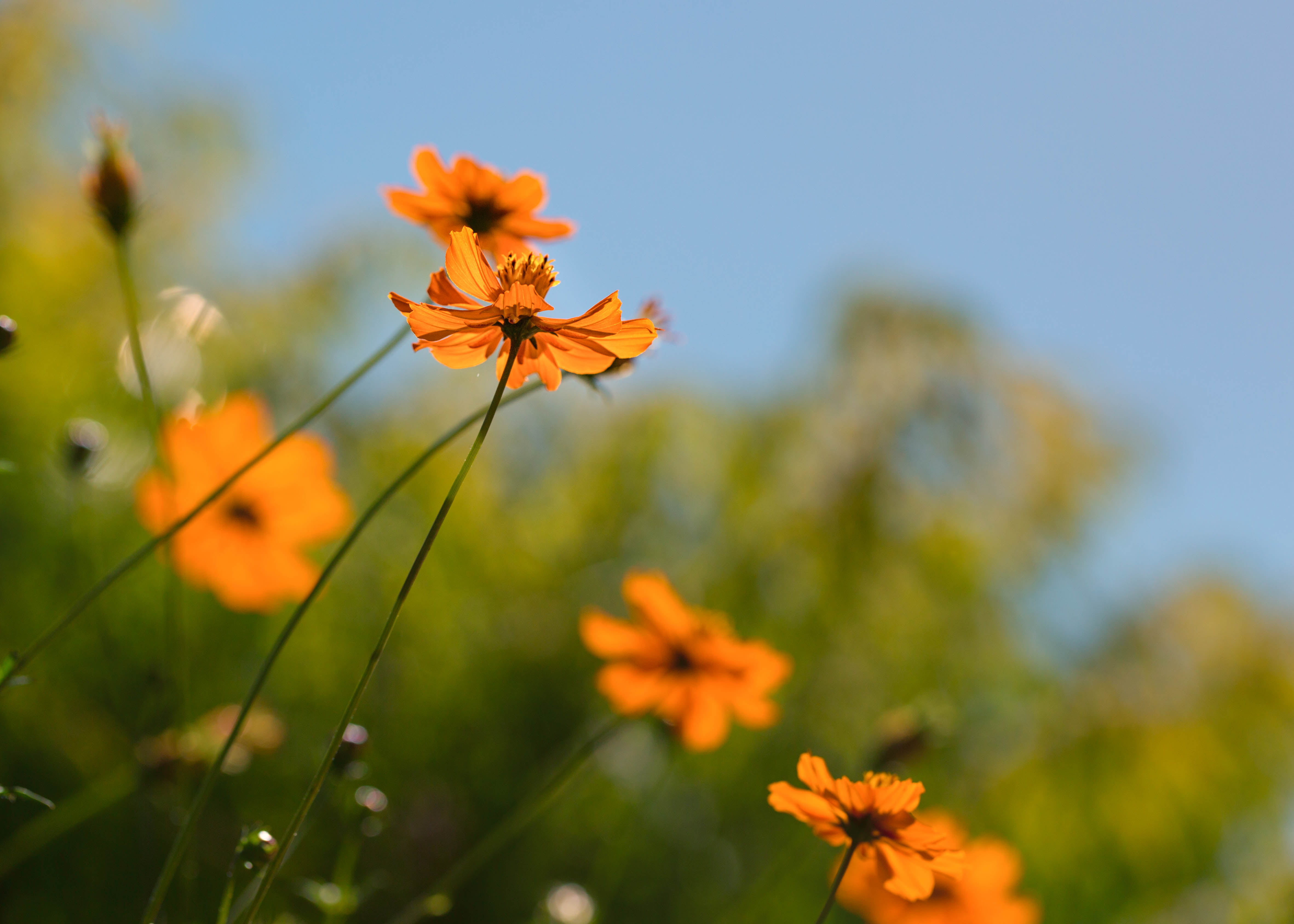 Colorado, plant, orange, nature, petaled, flowers, photo, flower, meadow, outdoors, closeup, yellow, green  blue, Summer, Denver Botanic Gardens, flower  flower, HD Wallpaper
