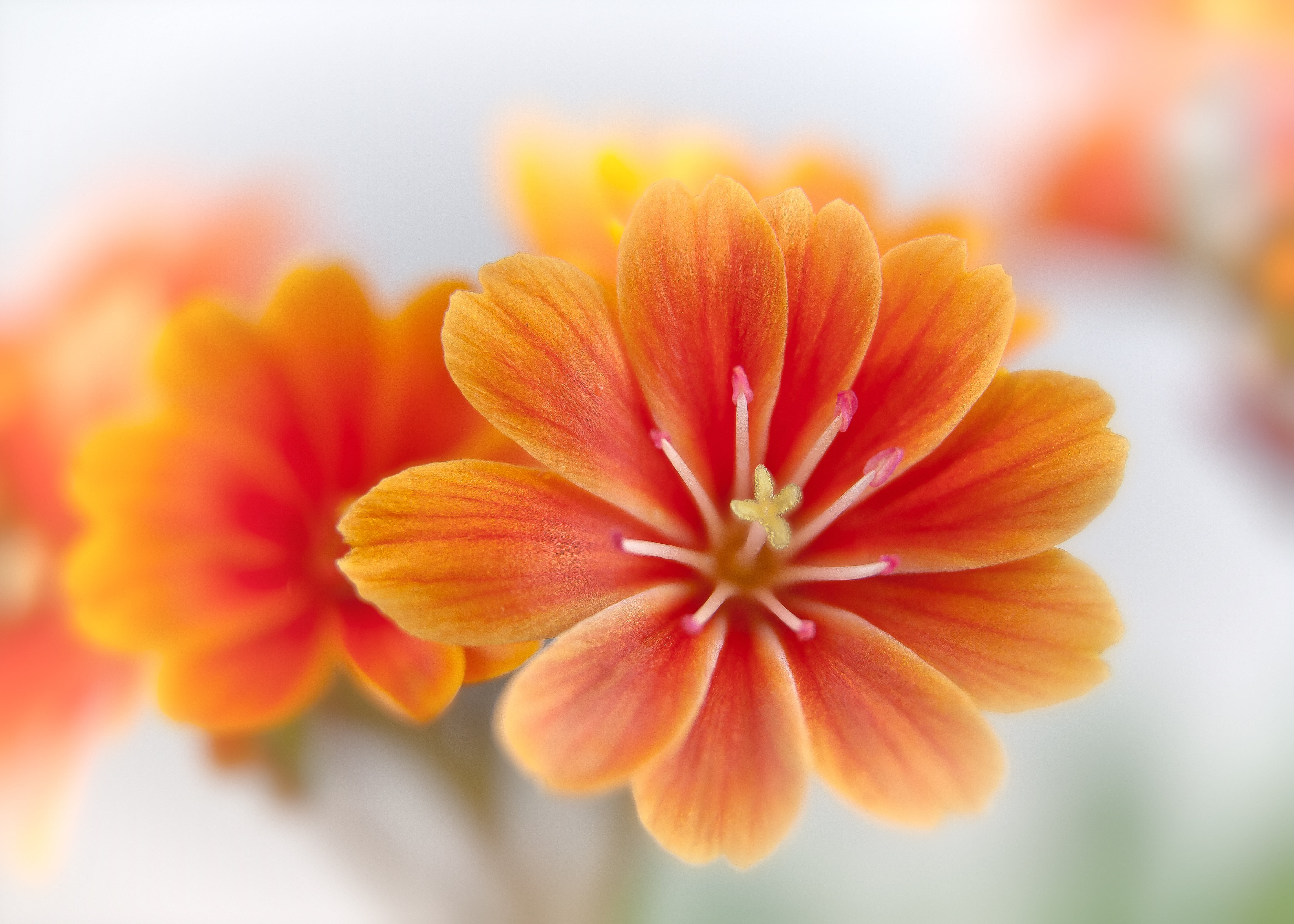 petaled, beauty In Nature, flower, spring, yellow, bunch of flowers, inflorescence, fragility, tender, macro, nature, orange flowers, blossom, orange color, HD Wallpaper