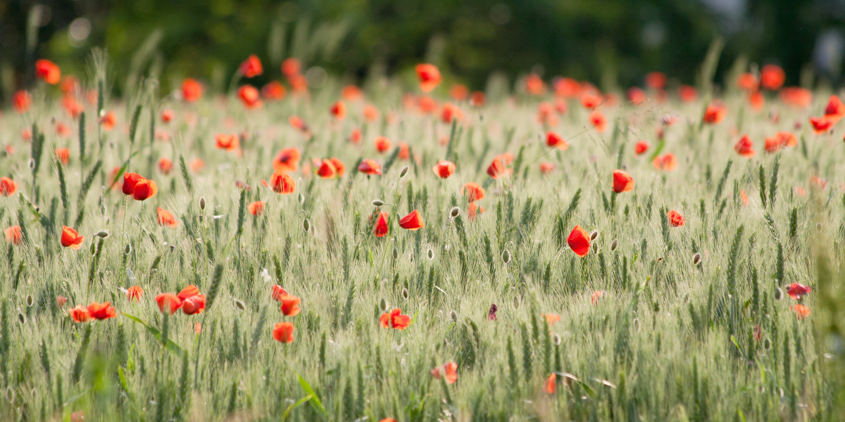 papaver, springtime, rural Scene, close, petaled, orange, explored, flower, beauty In Nature, red  field, season, flowers, nature, photo, 2K, Wheat Field, HD Wallpaper