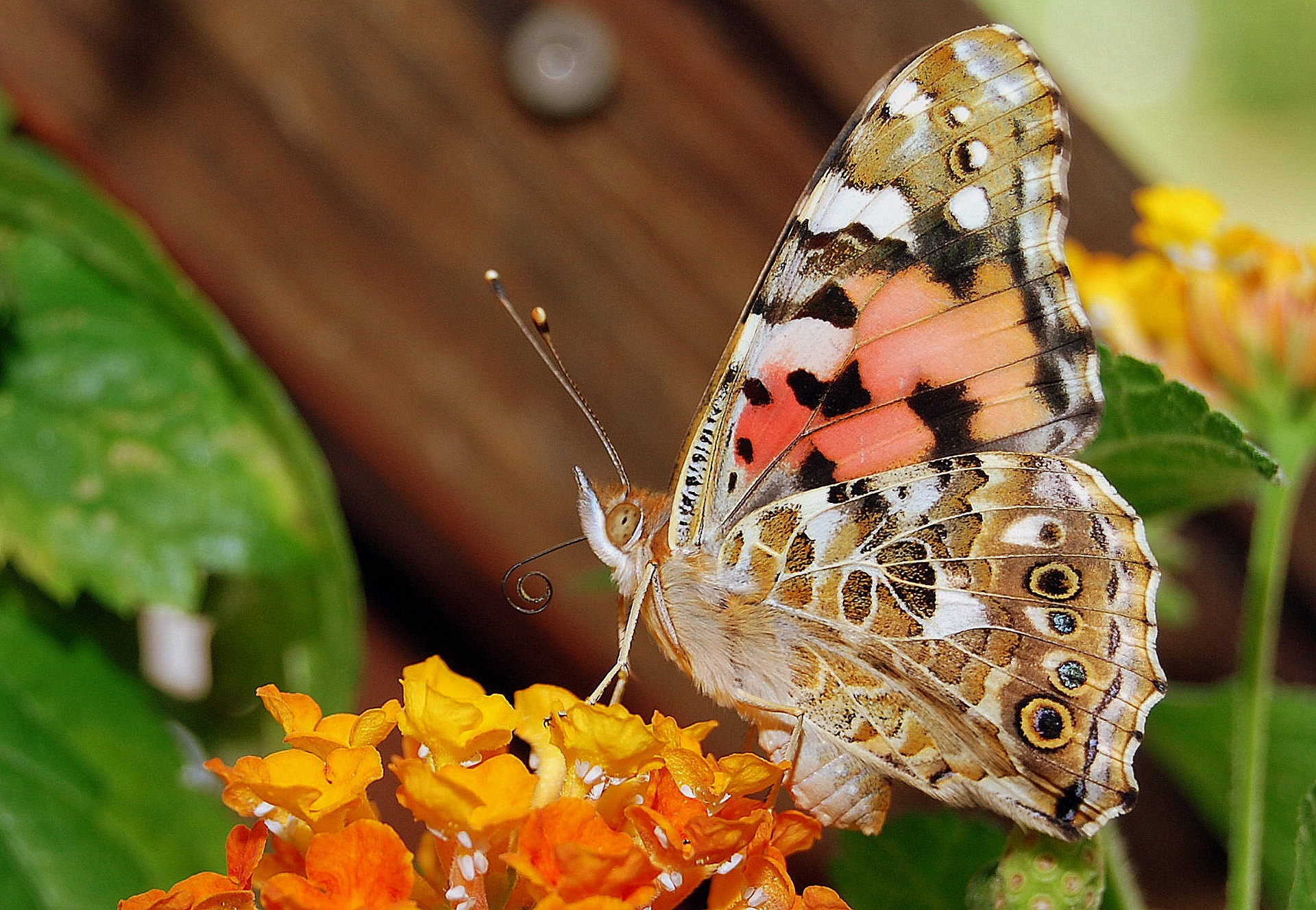 close-up, orange, vanessa cardui, perched, flowering plant, black, butterfly, no people, blossom, animal markings, animal wildlife, invertebrate, nature, HD Wallpaper