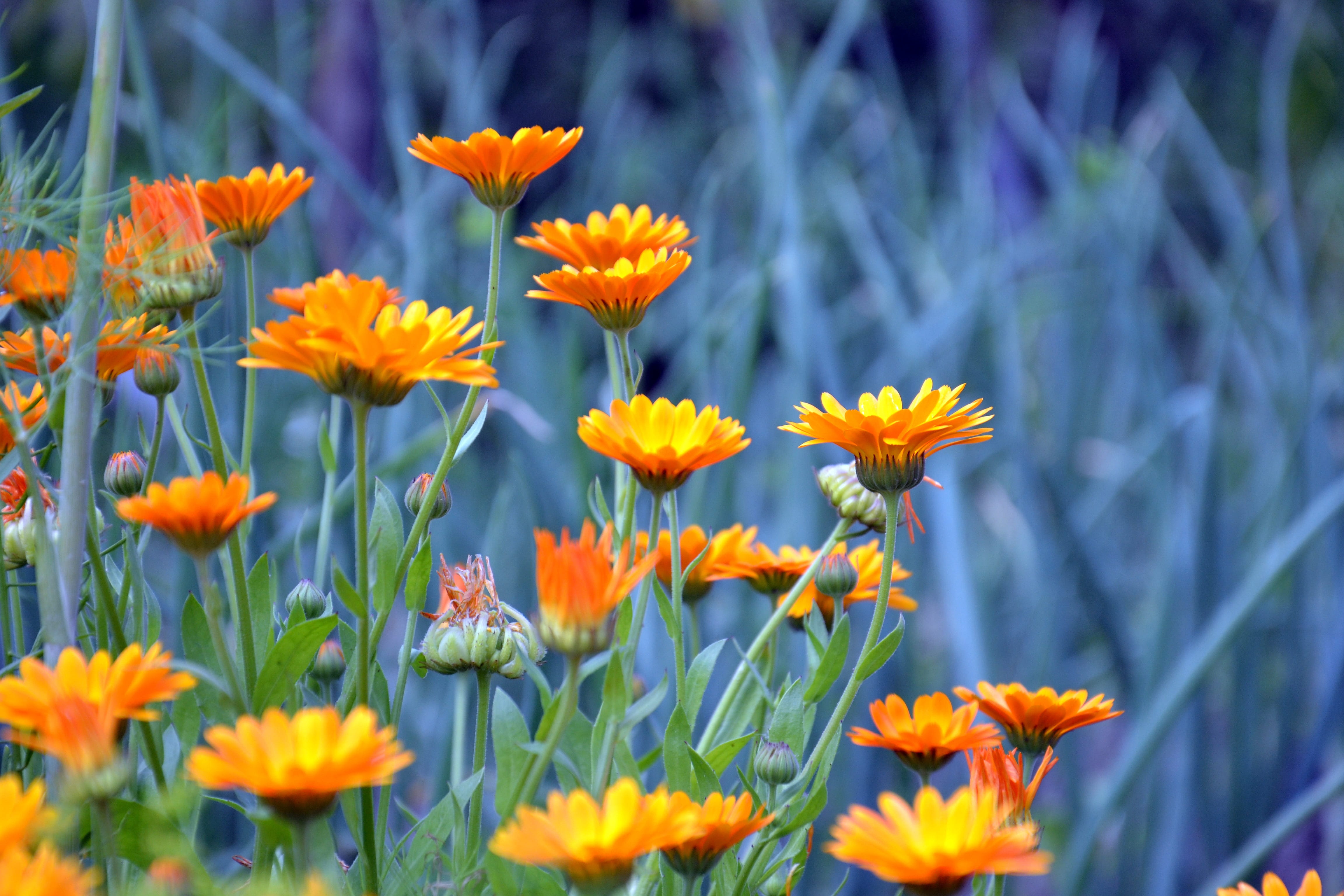 inflorescence, land, bright, beautiful, botany, selective focus, summer flowers, orange color, marigold, 4K, day, petal, freshness, Plant, garden flower, HD Wallpaper
